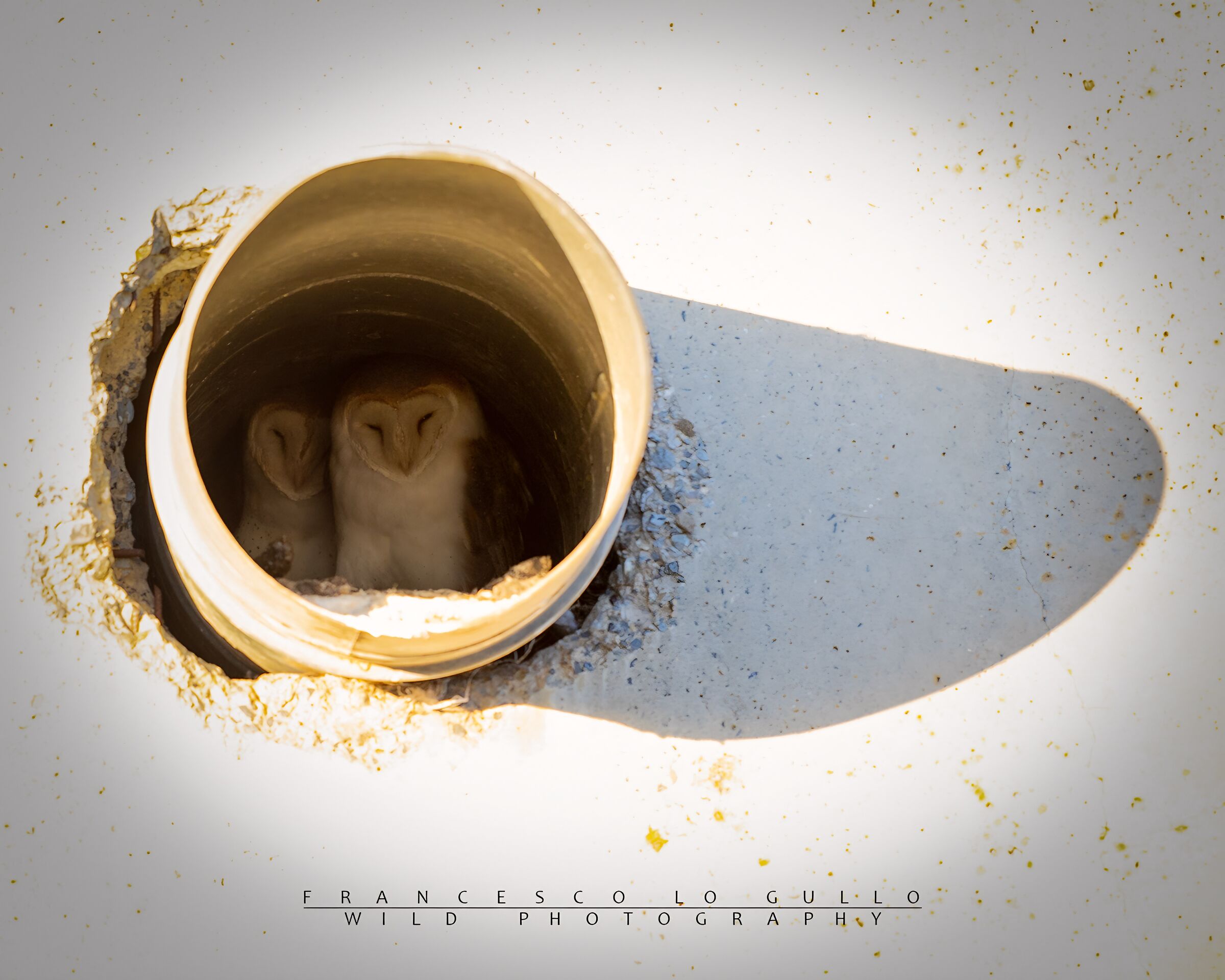 Coppia di Barbagianni