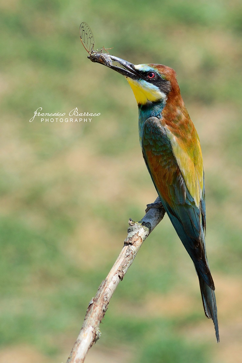 Bee-eater