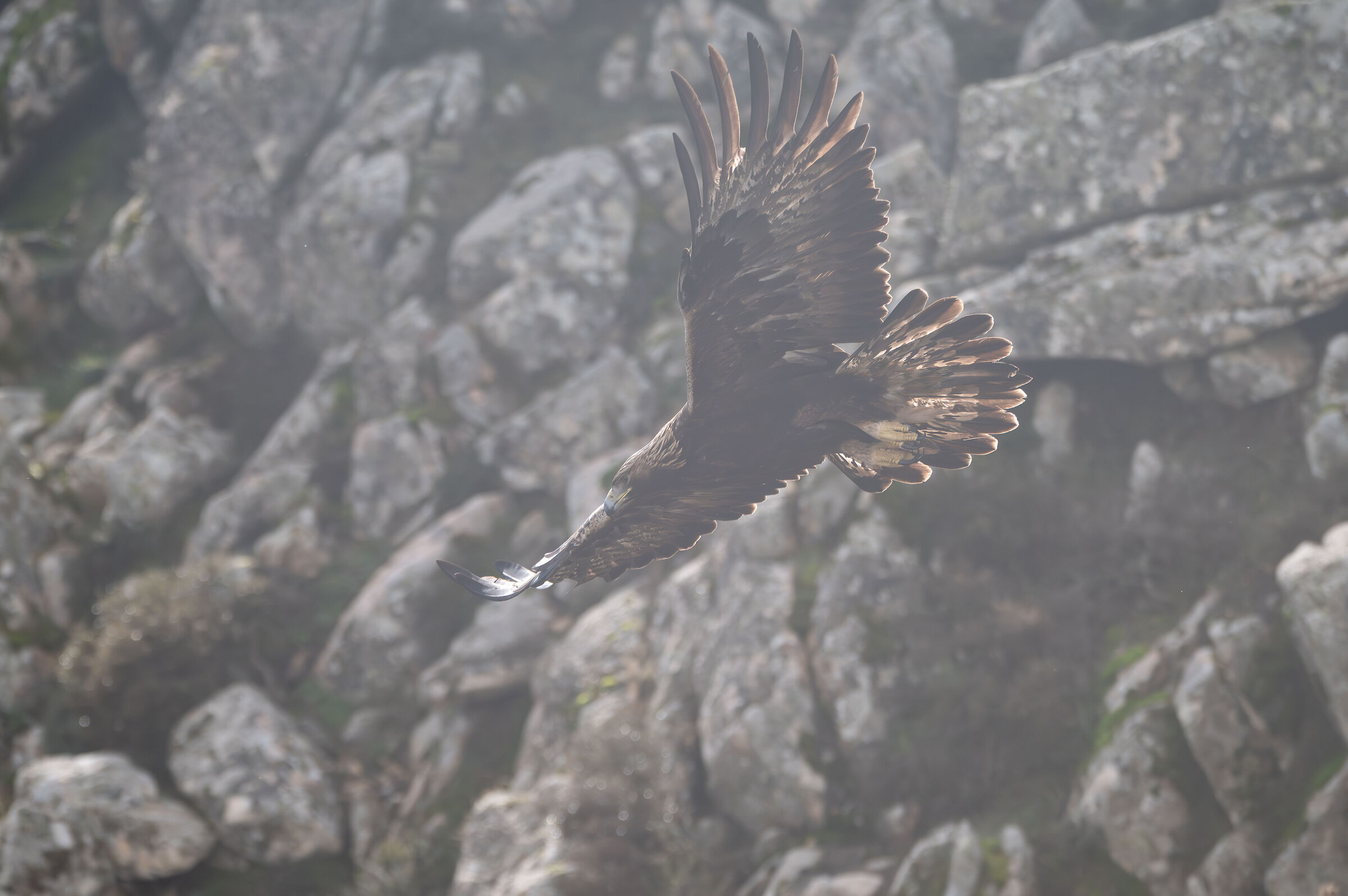 Sardinian Golden Eagle