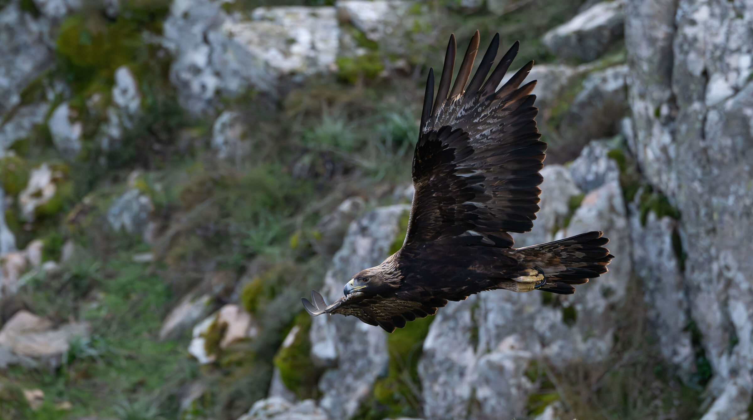 Sardinian Golden Eagle