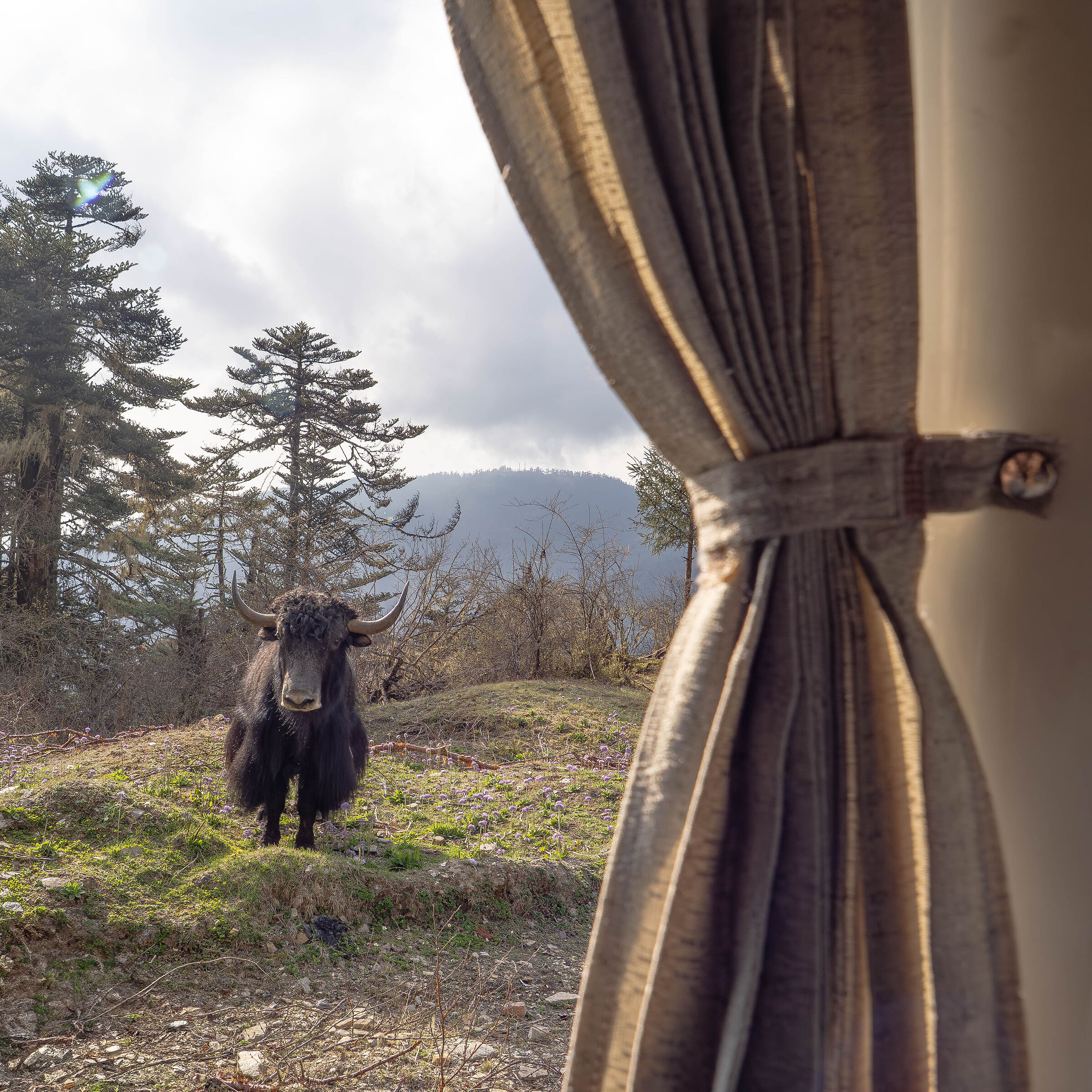 osservato speciale...lo Yak!