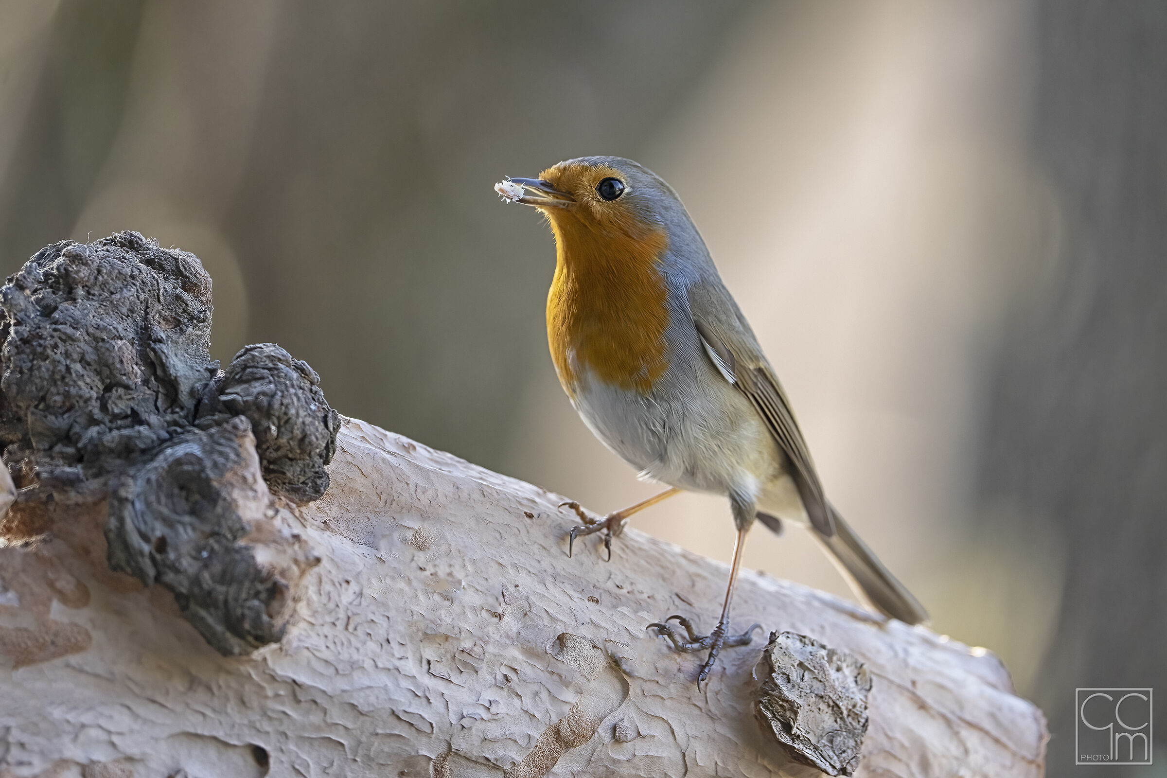 Happy 2026... my first birdlife photo...