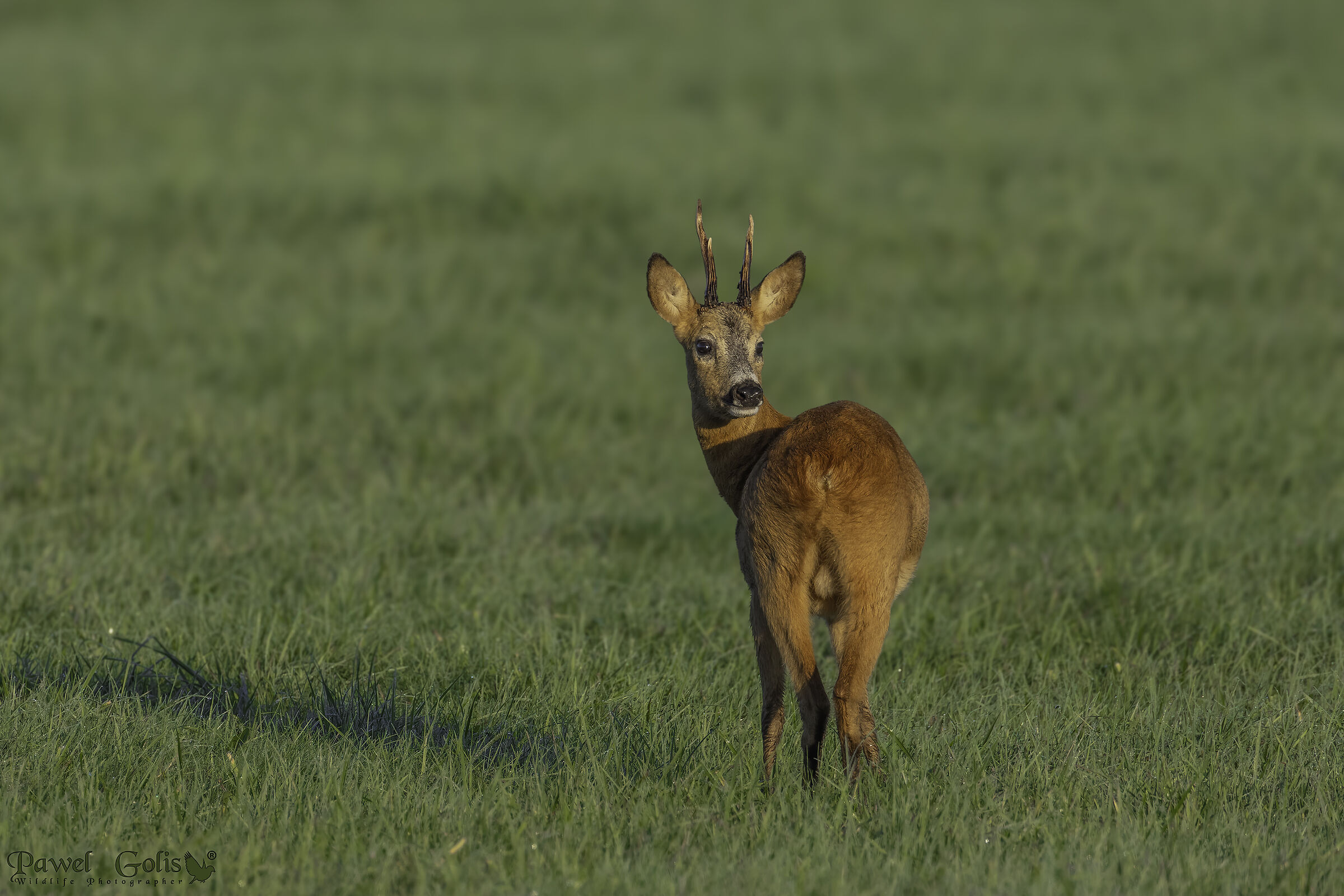 Capreolus capreolus (Capreolus capreolus)