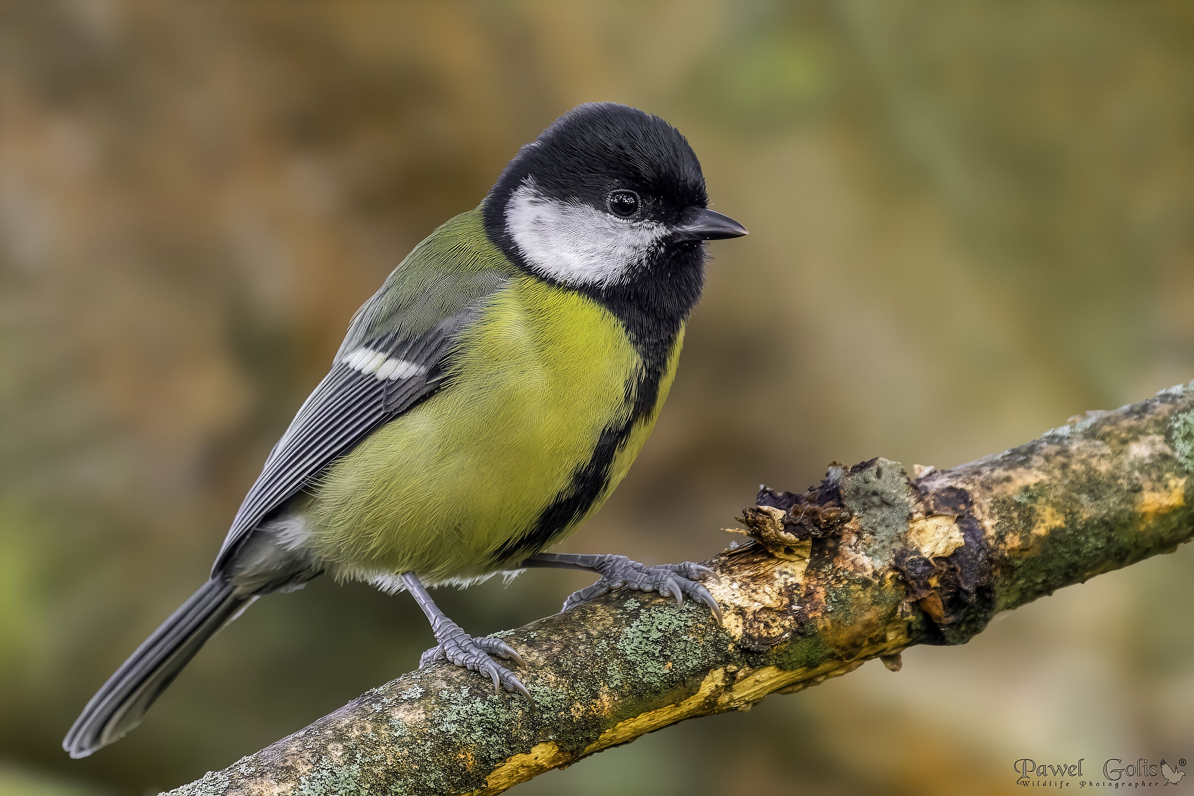 The great tit (Parus major)