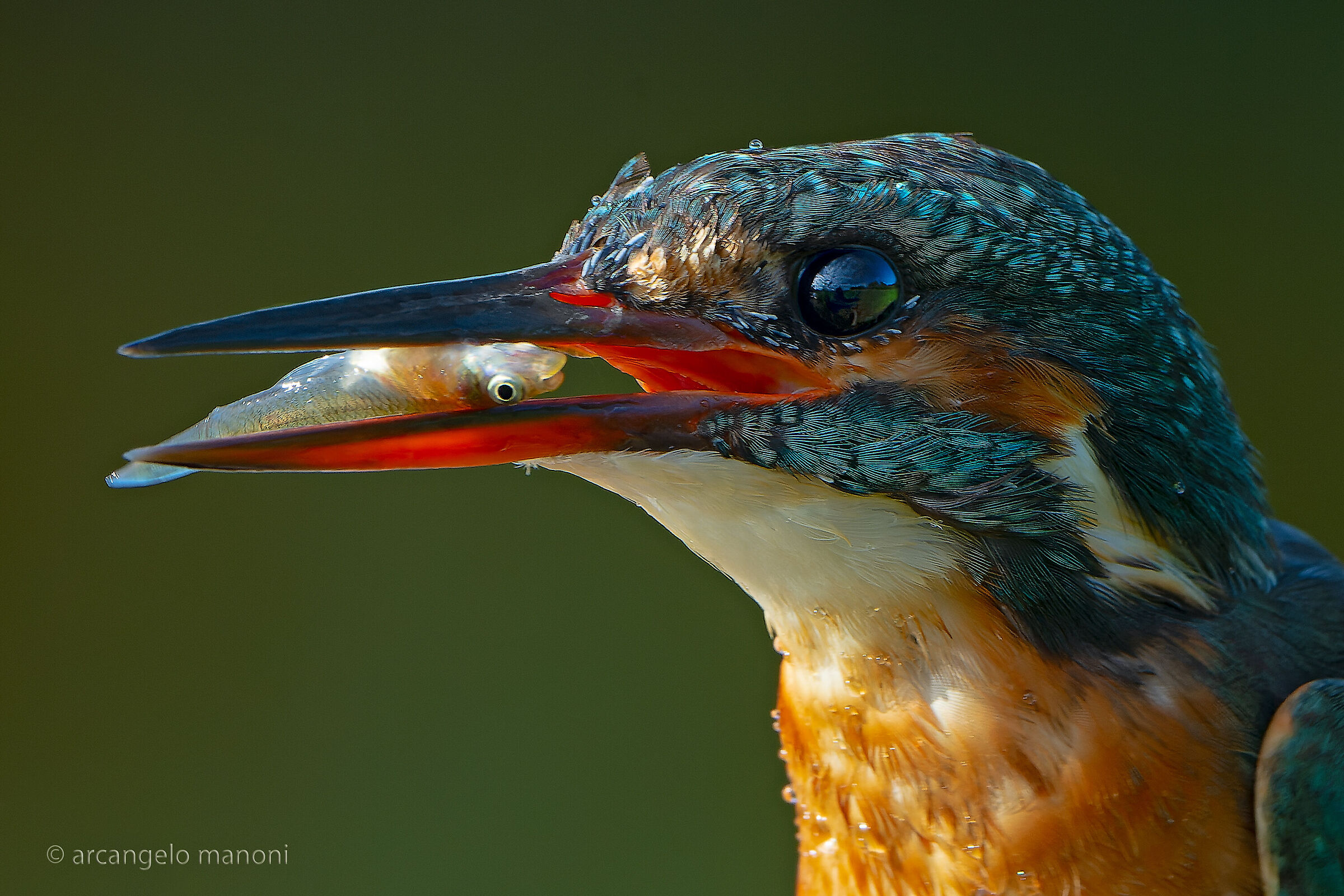 Dettagli della pesca del martin pescatore