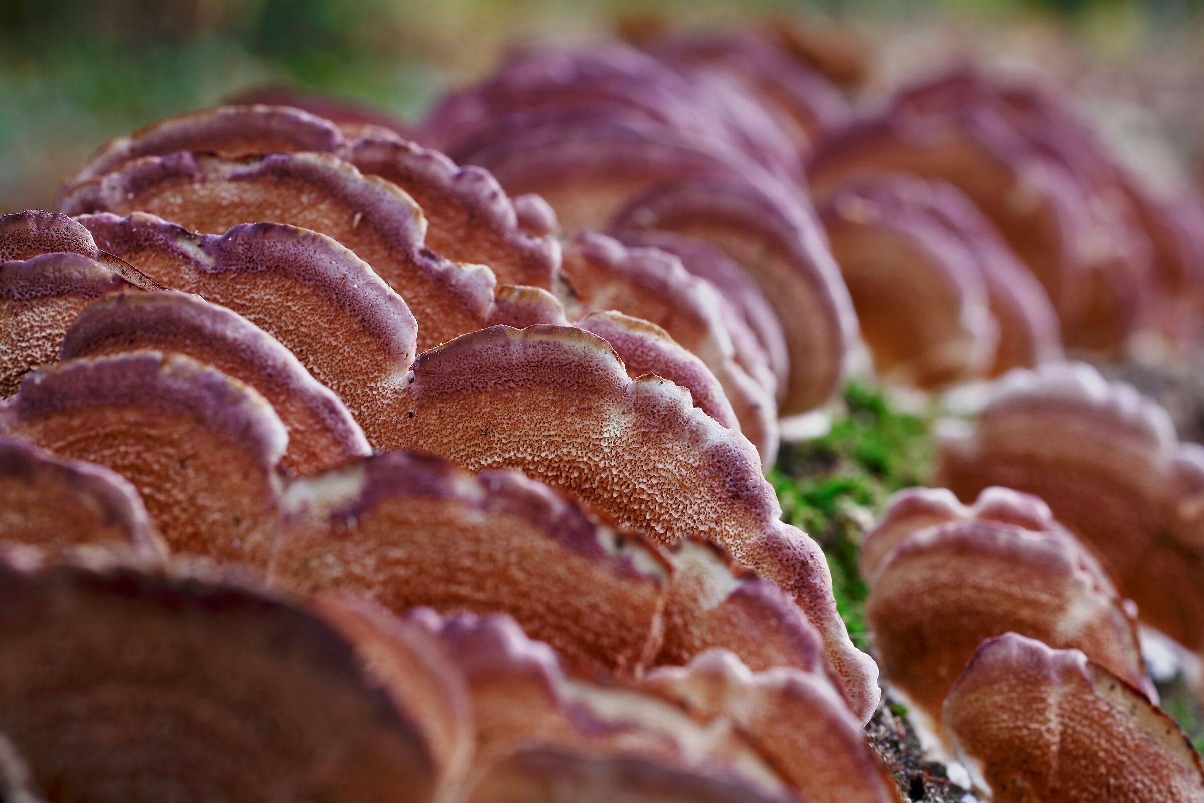 Funghi che si sviluppano su fusto di quercia morente