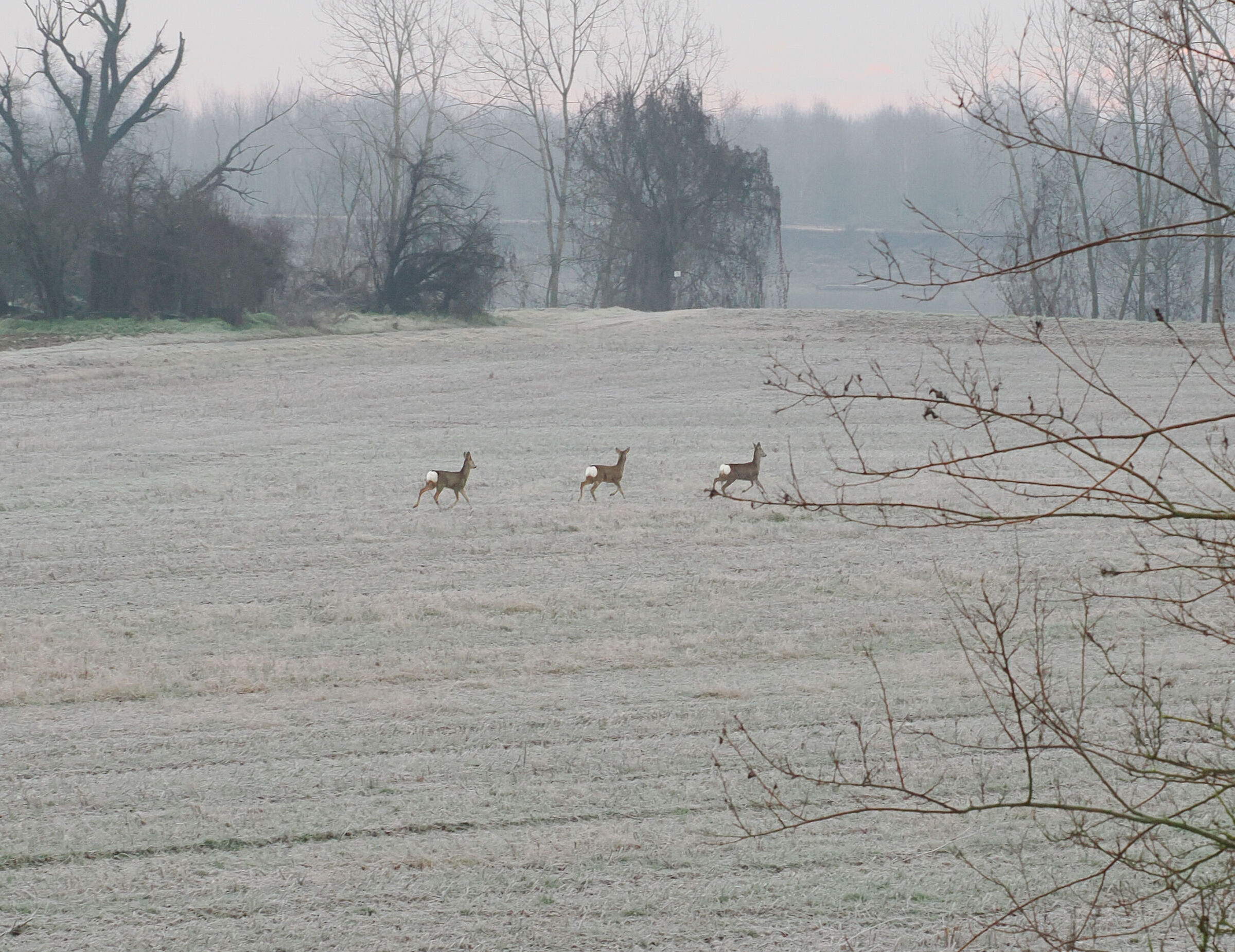 Perché per Natale non ho chiesto un teleobiettivo ser...