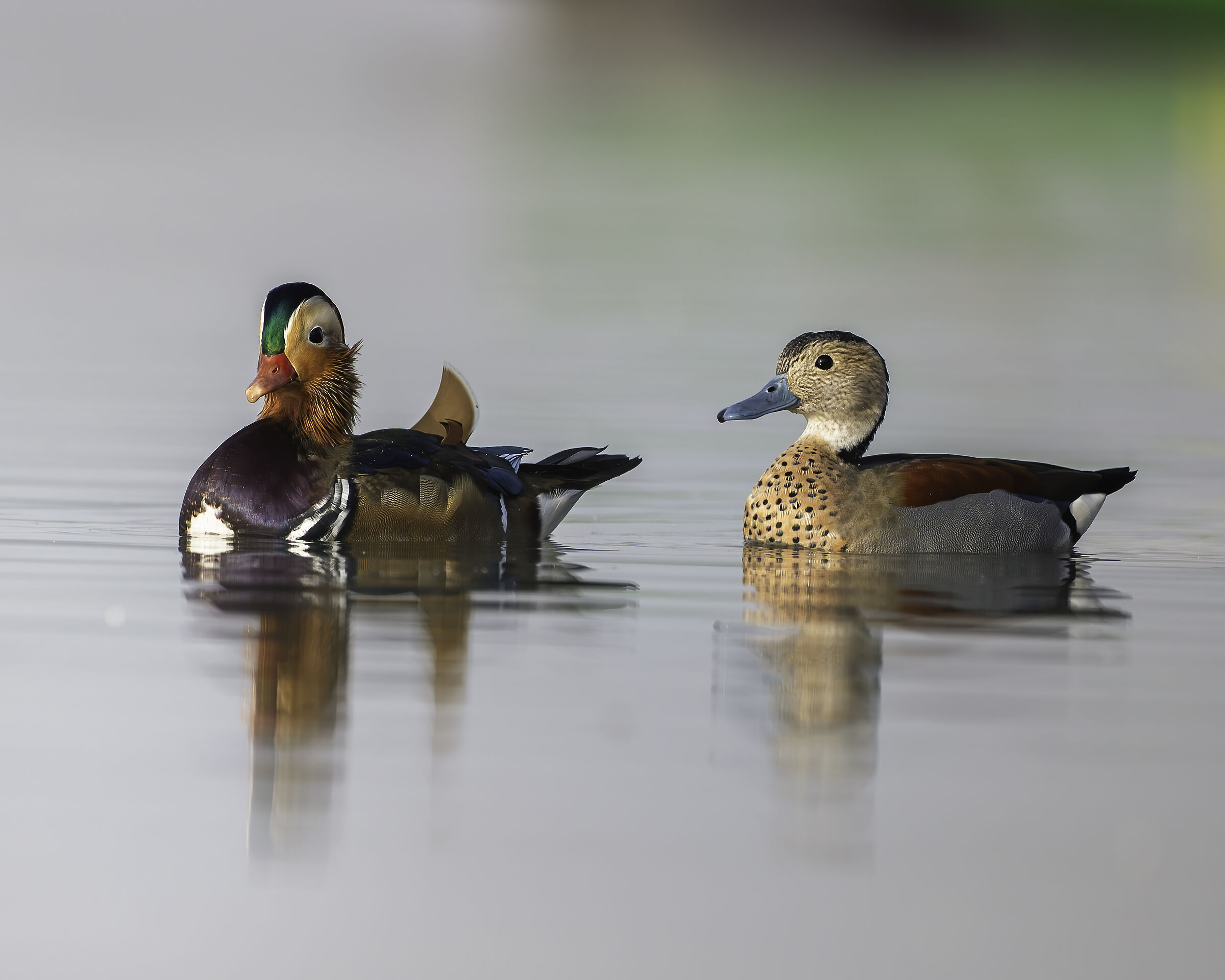 Anatra mandarina e Alzavola anellata