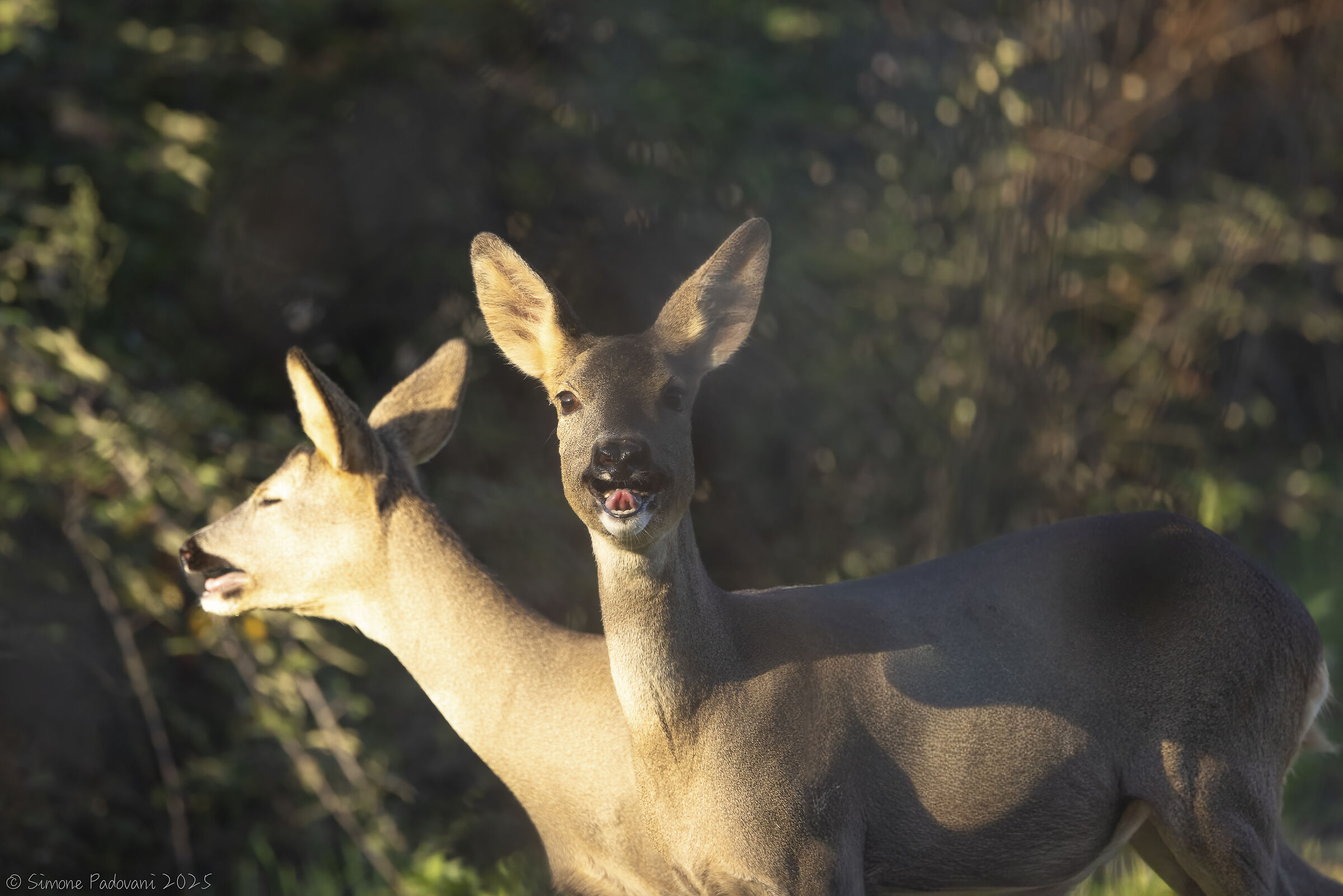 Capriolo...a due teste...