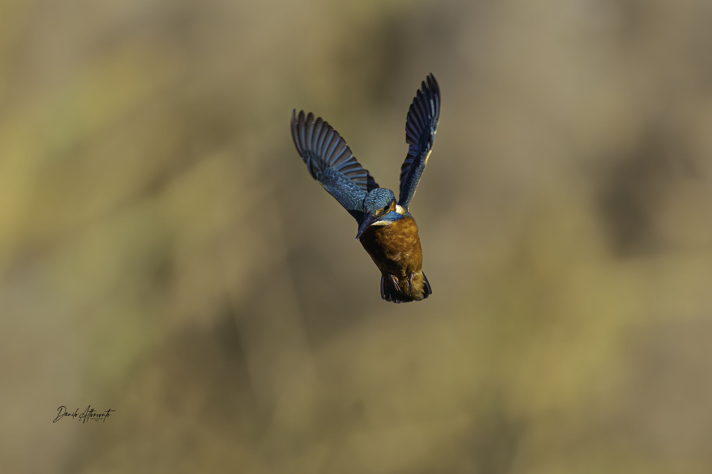 Kingfisher