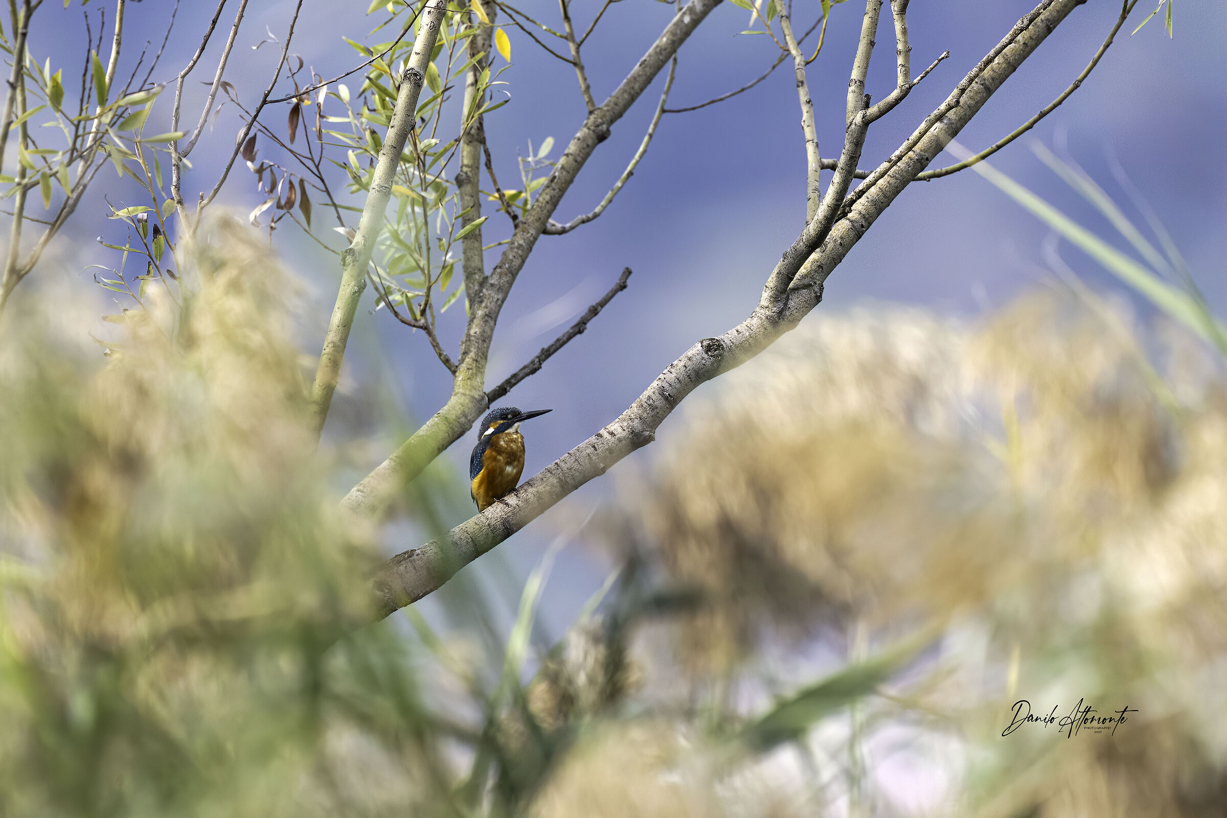 Kingfisher