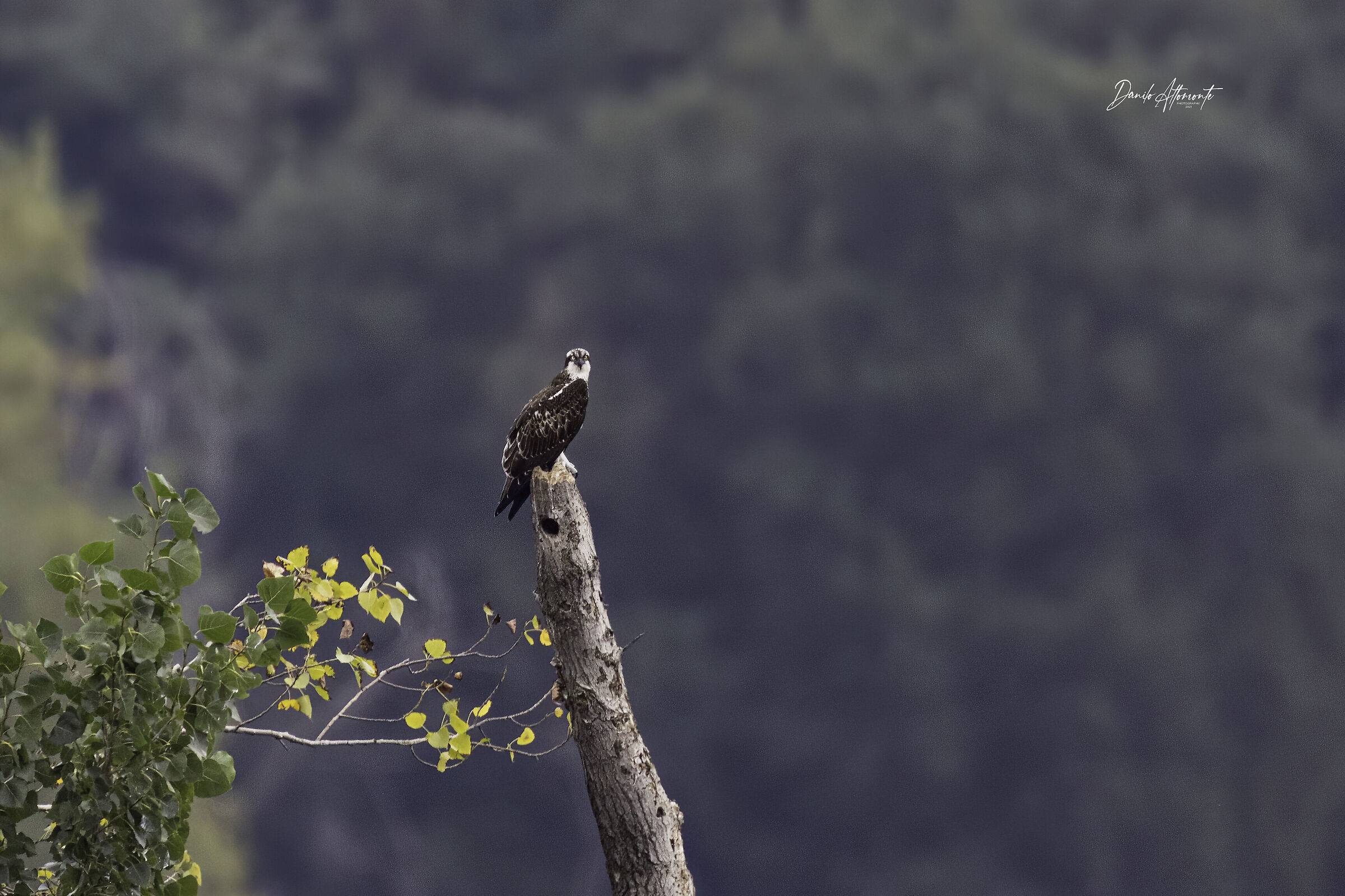 Osprey