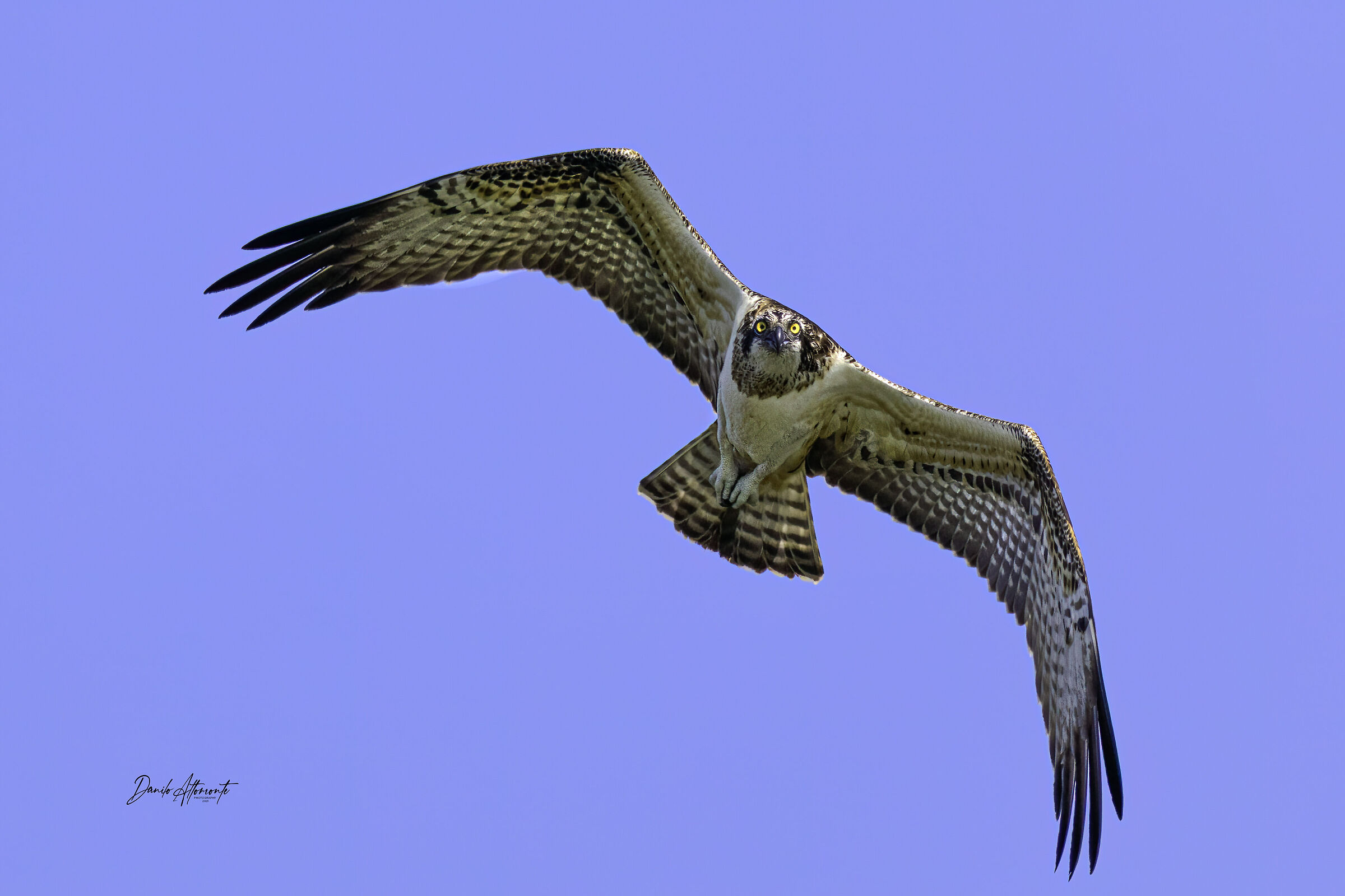 osprey