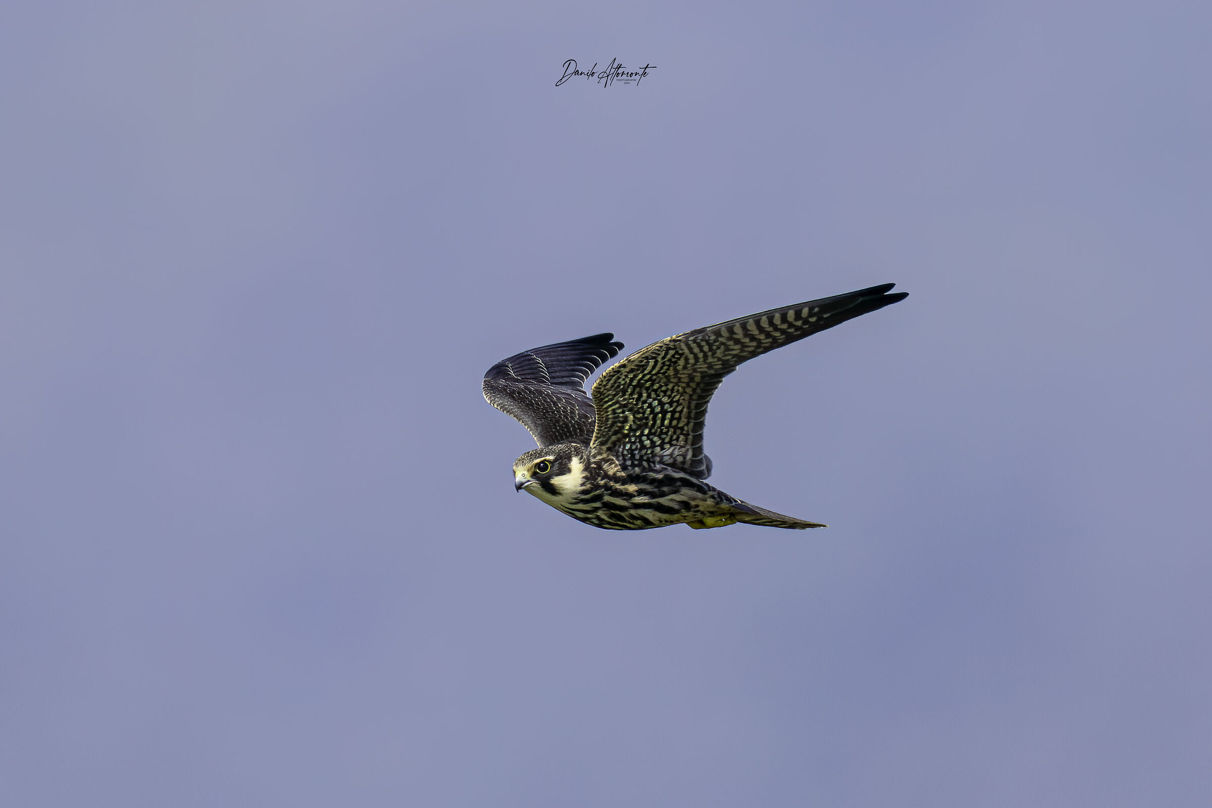 Falco Lodolaio
