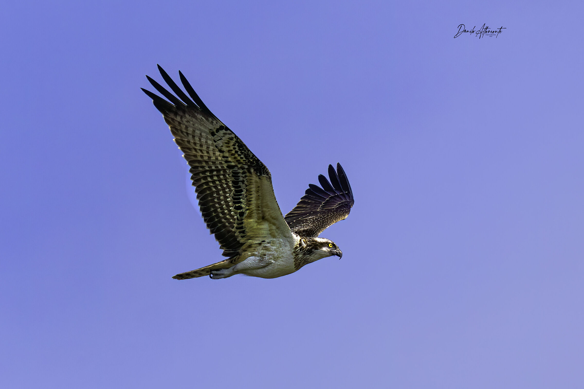 Osprey