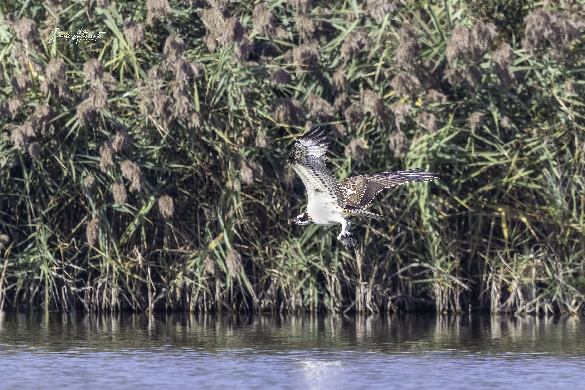 Osprey