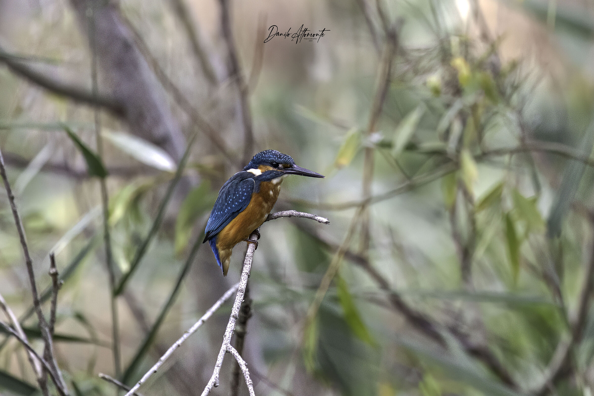 Kingfisher