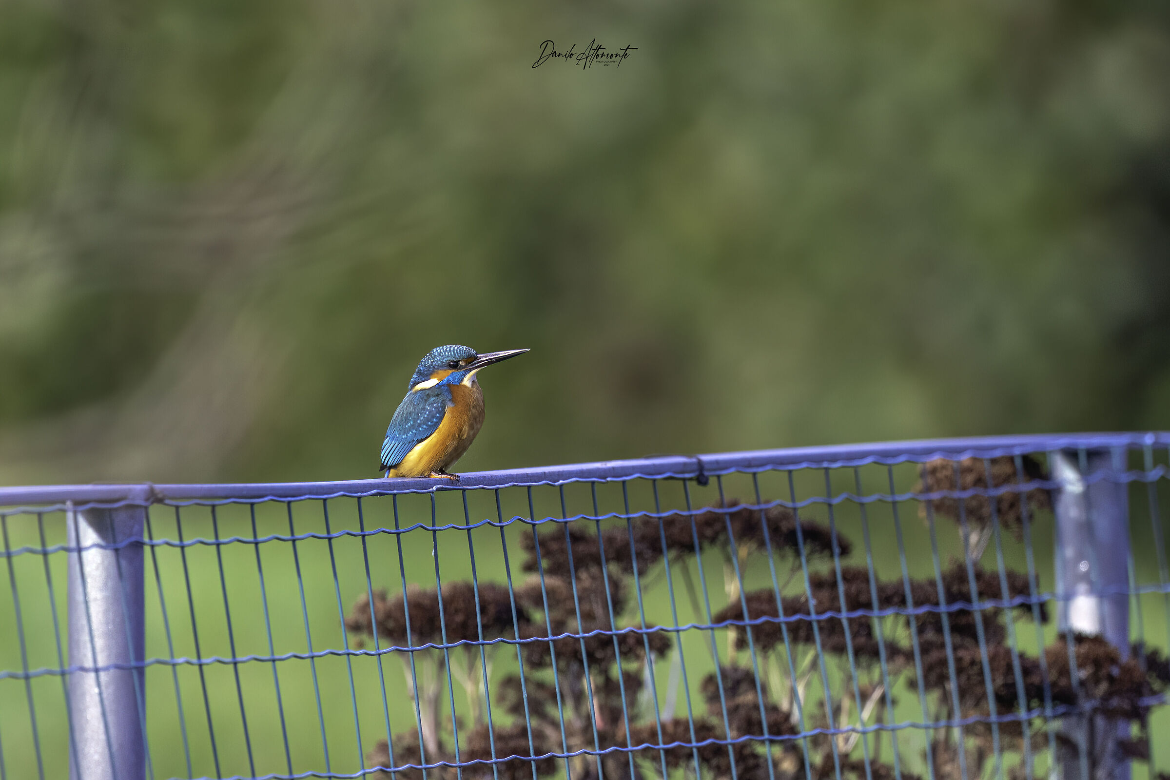 Kingfisher