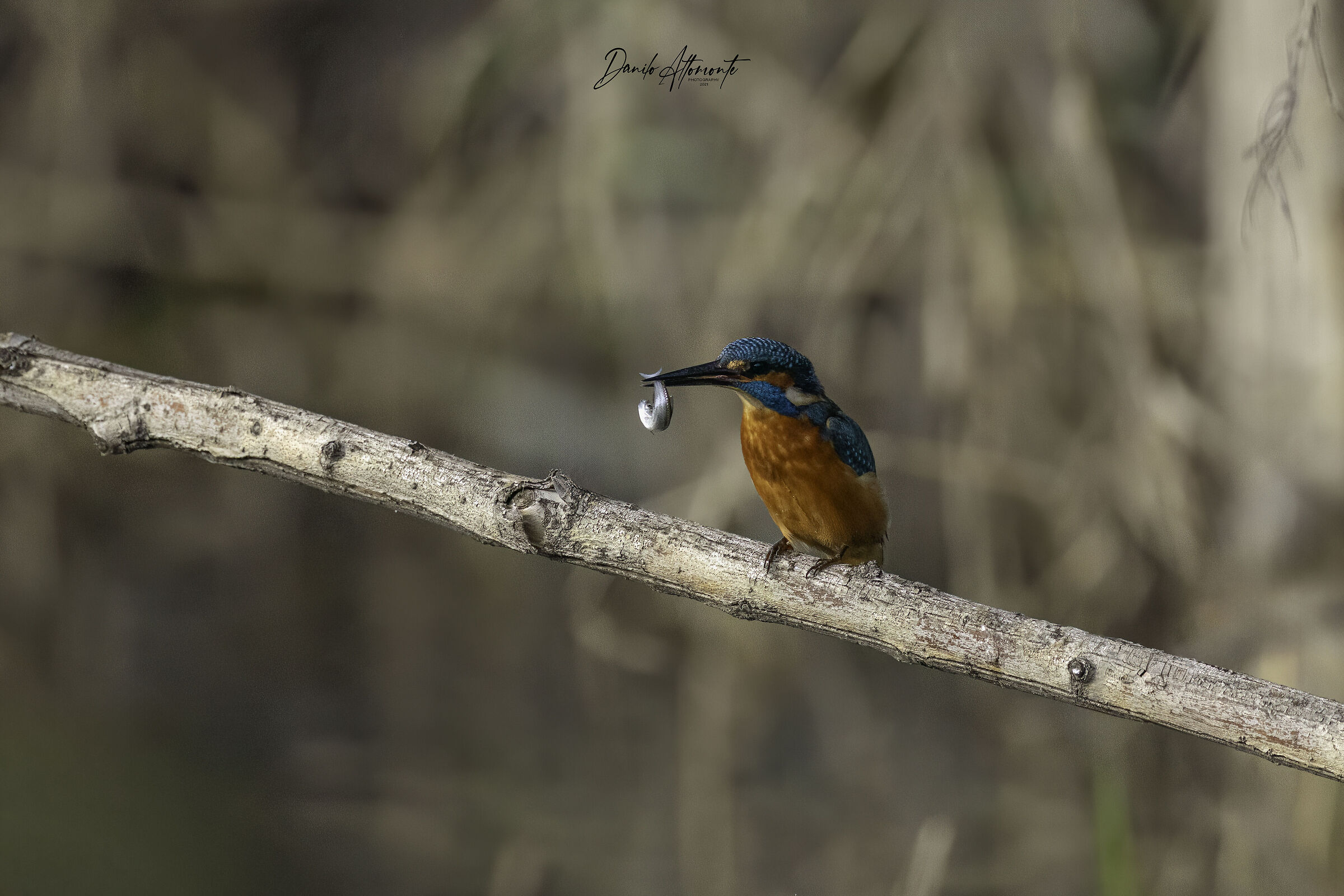 Kingfisher