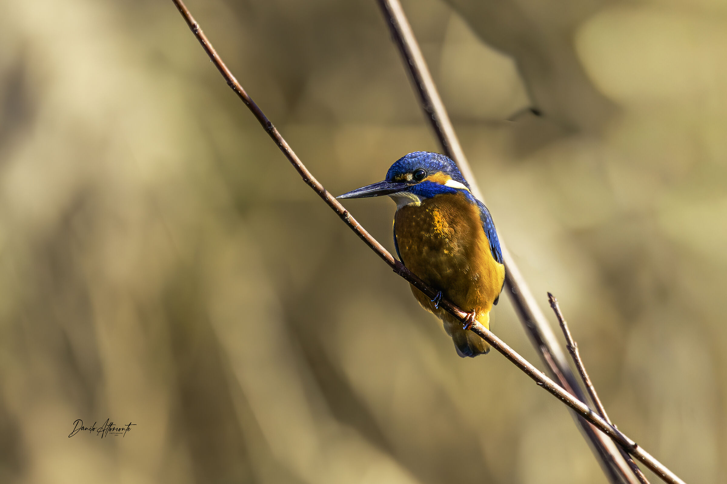 Kingfisher