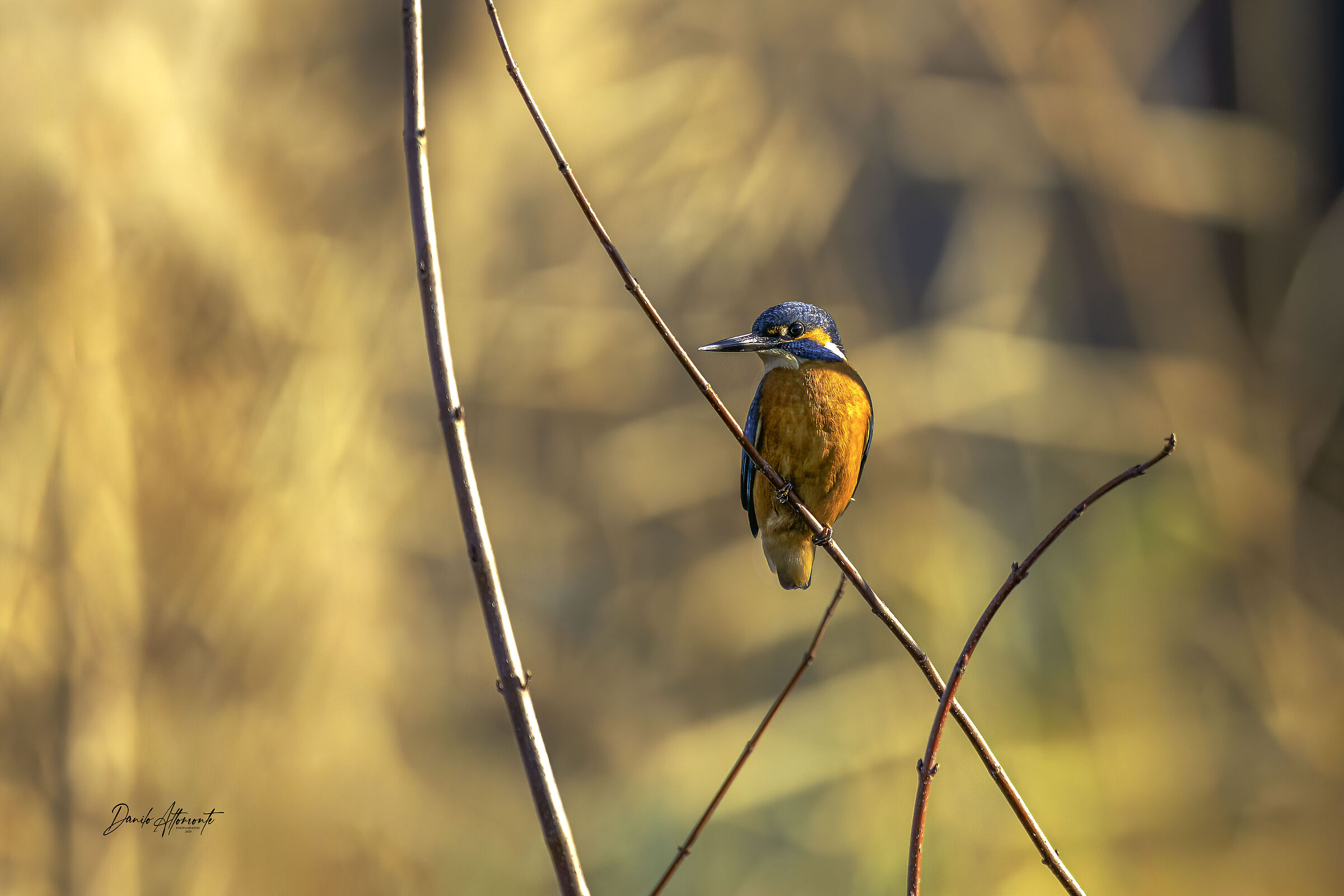 Kingfisher