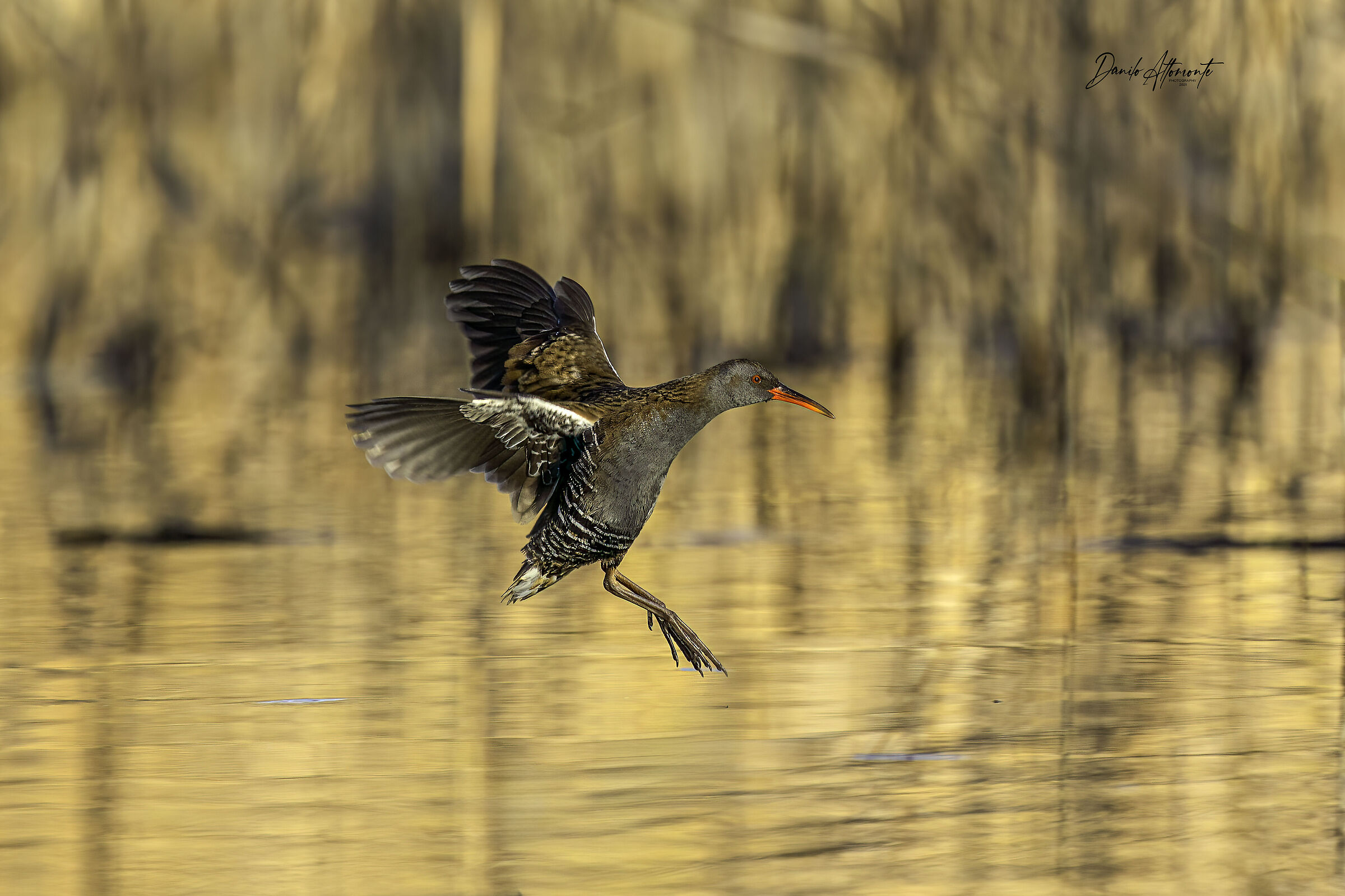 Water rail