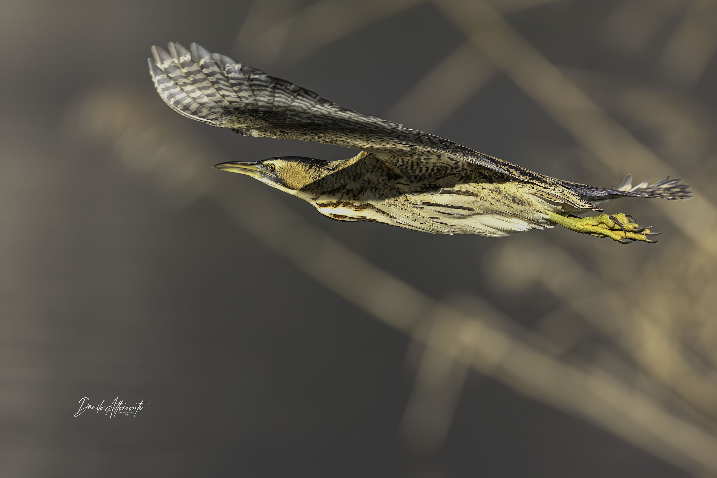 Bittern