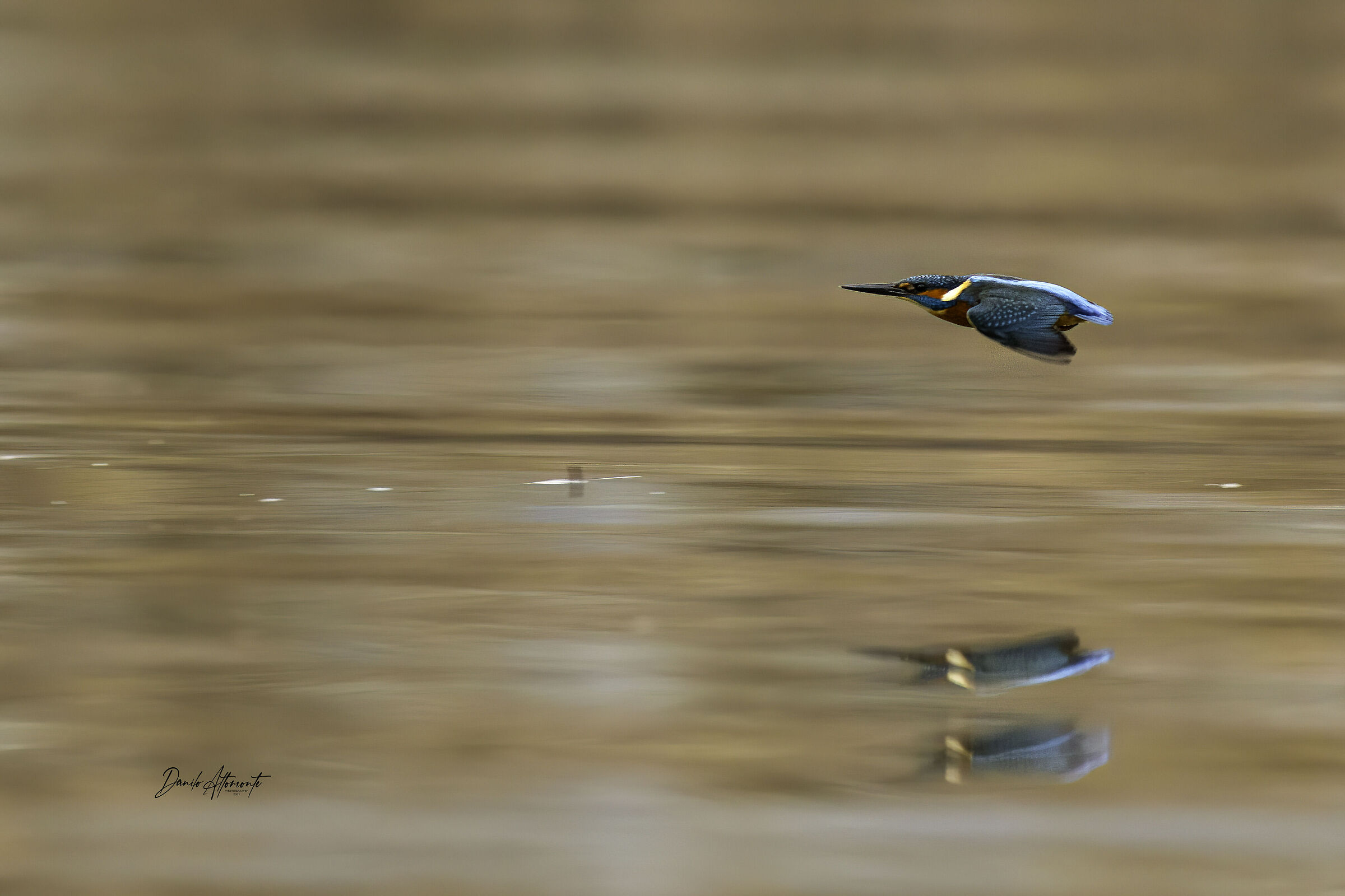 Kingfisher