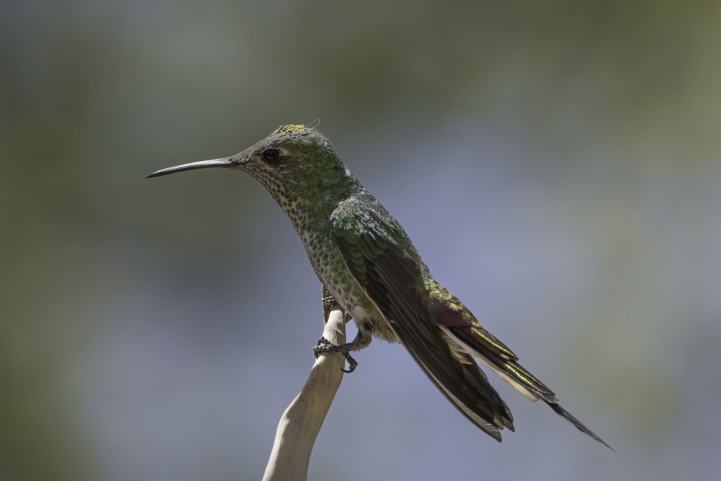 Red-tailed comet hummingbird