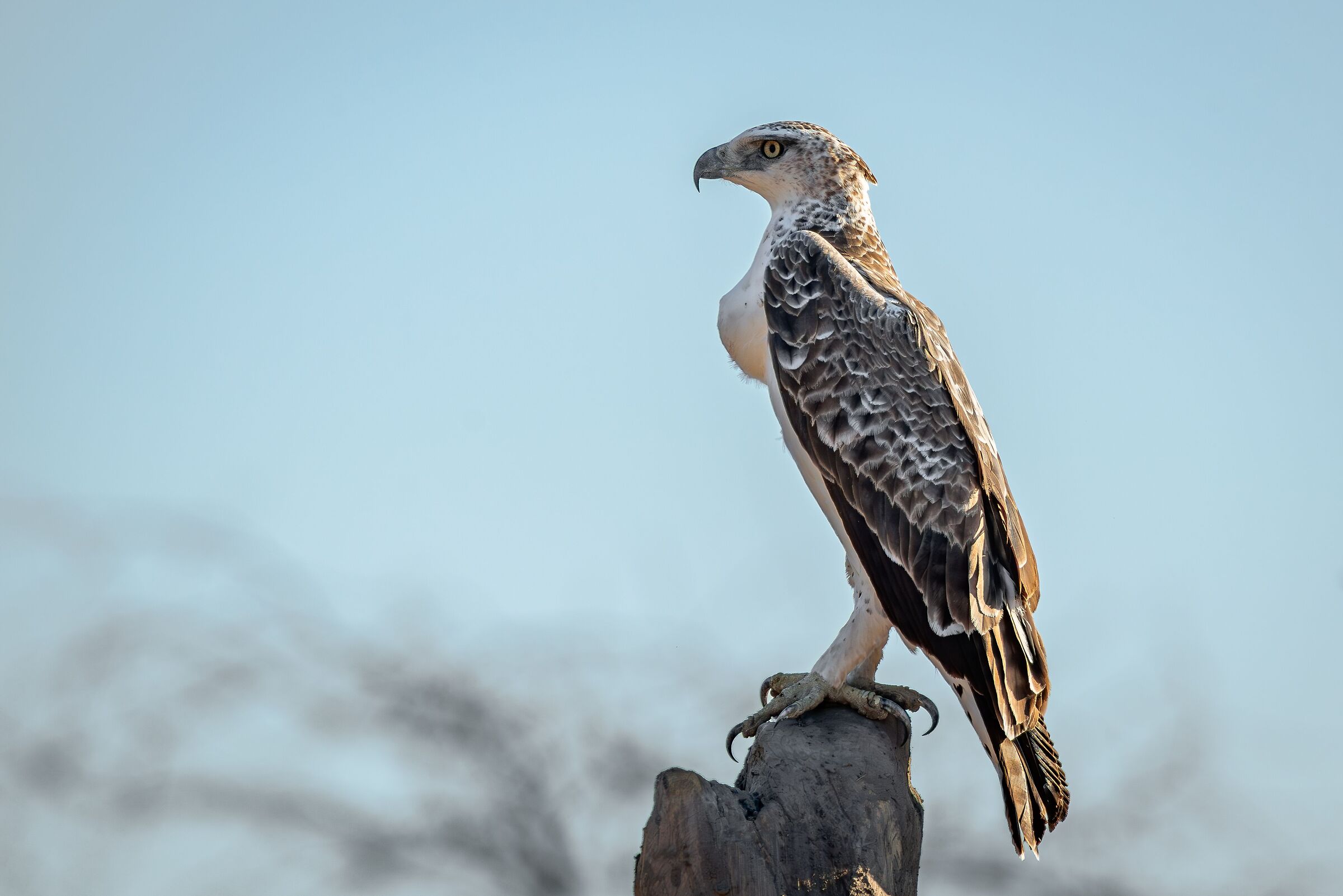 Martial Eagle (Polemaetus bellicosu)
