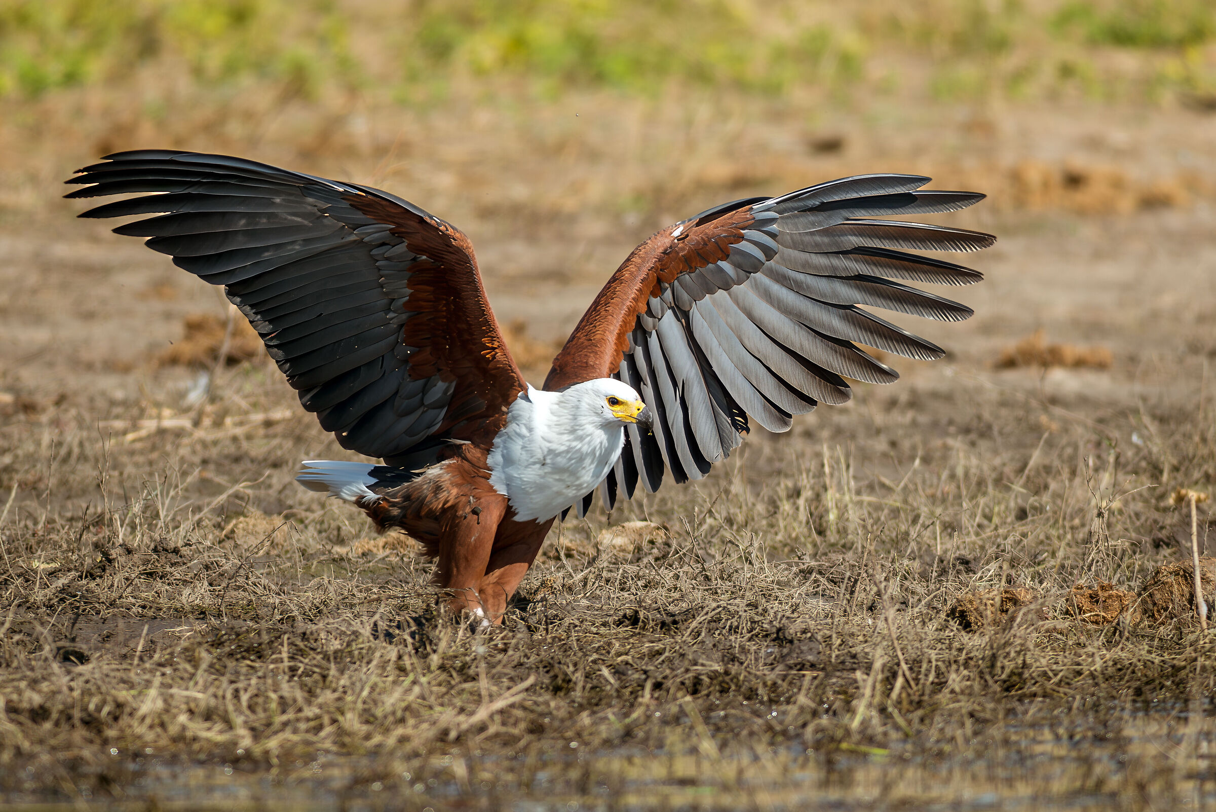 Howler Eagle (Icthyophaga vocifer)