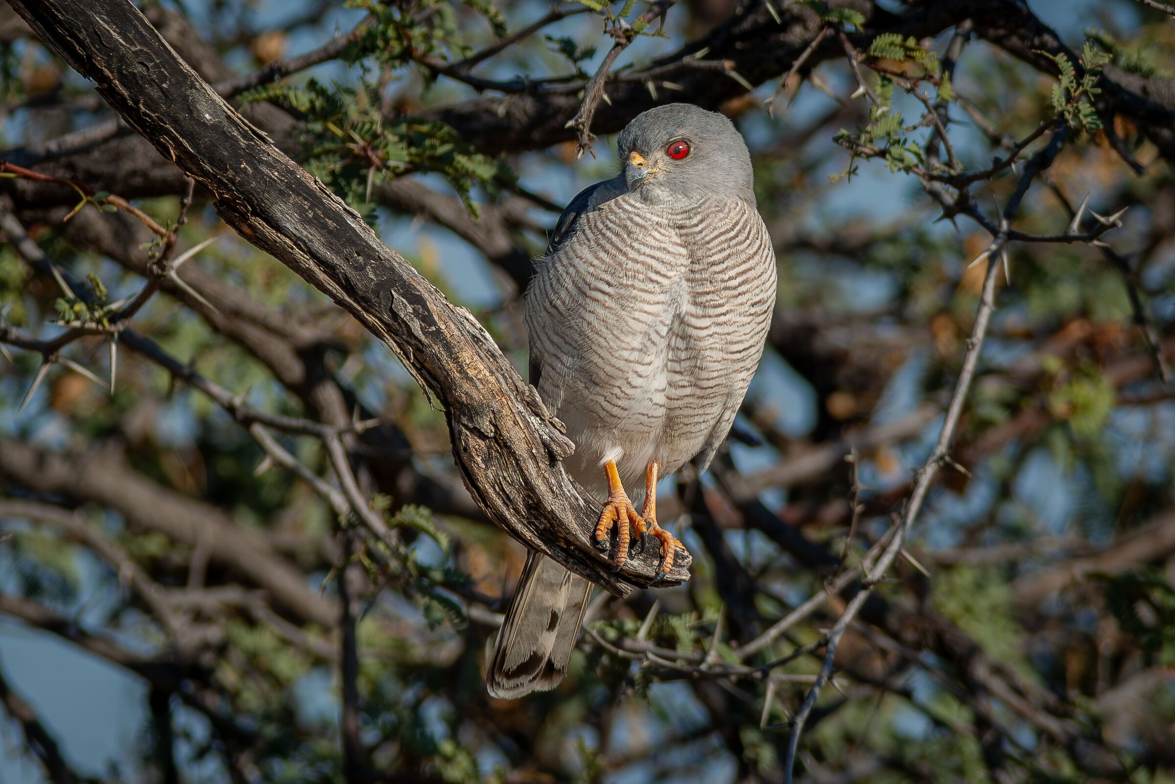 Shikra (Accipiter Badius)