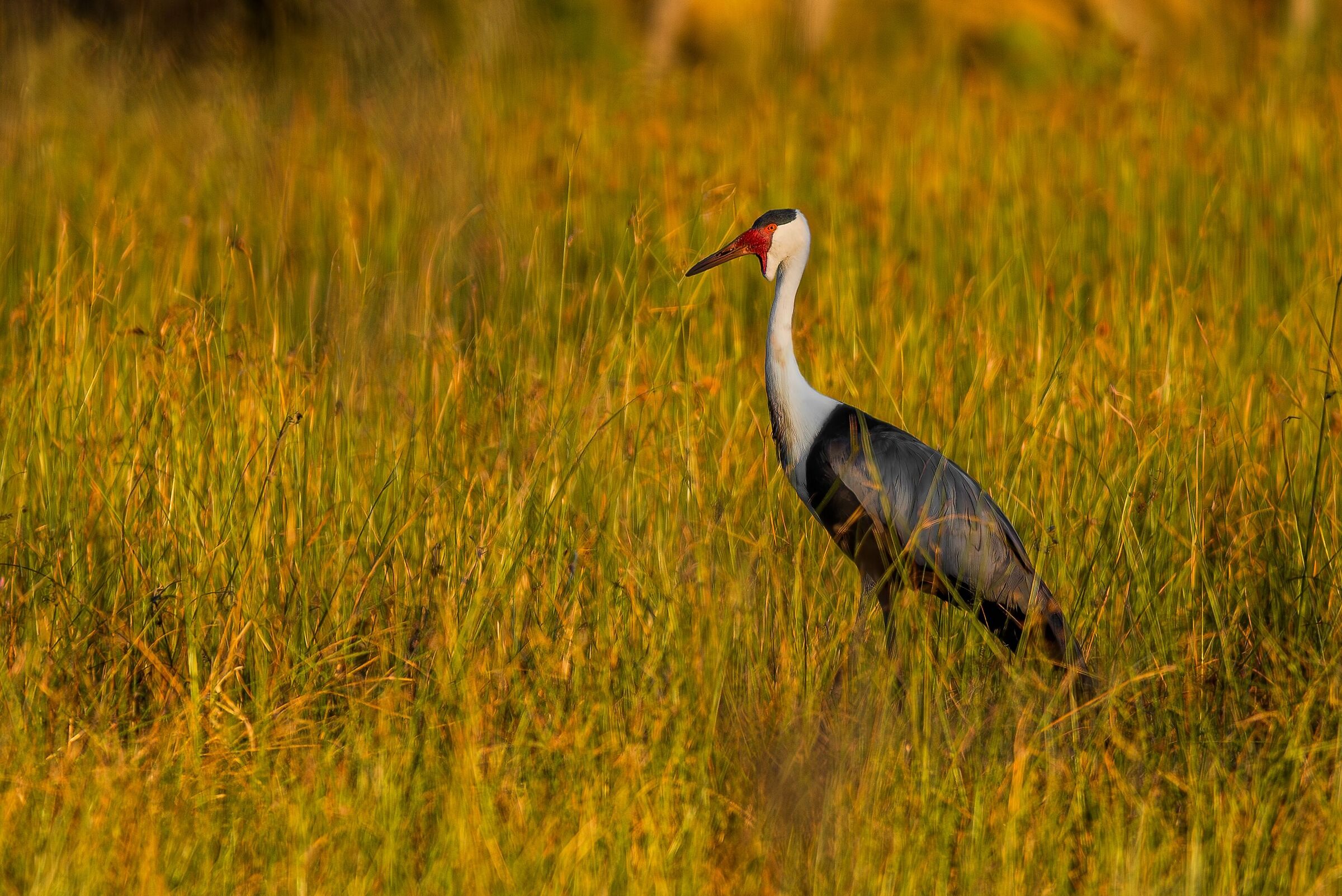Carunculated Crane (bugeranus carunculatus)