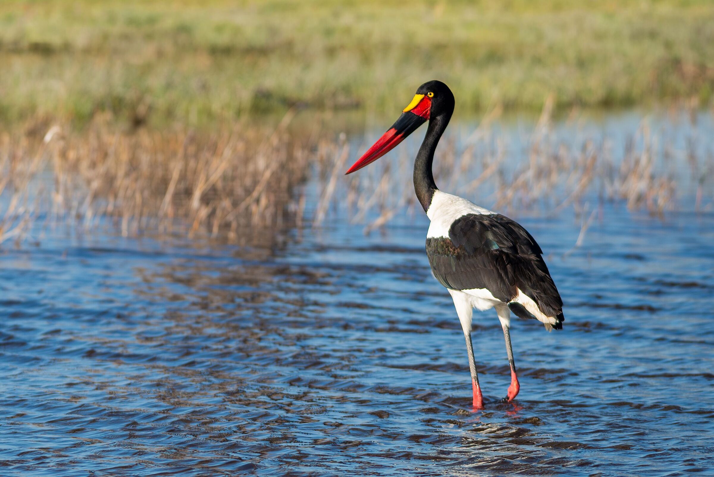 African saddlebill (Ephippiorhynchus senegalensis)