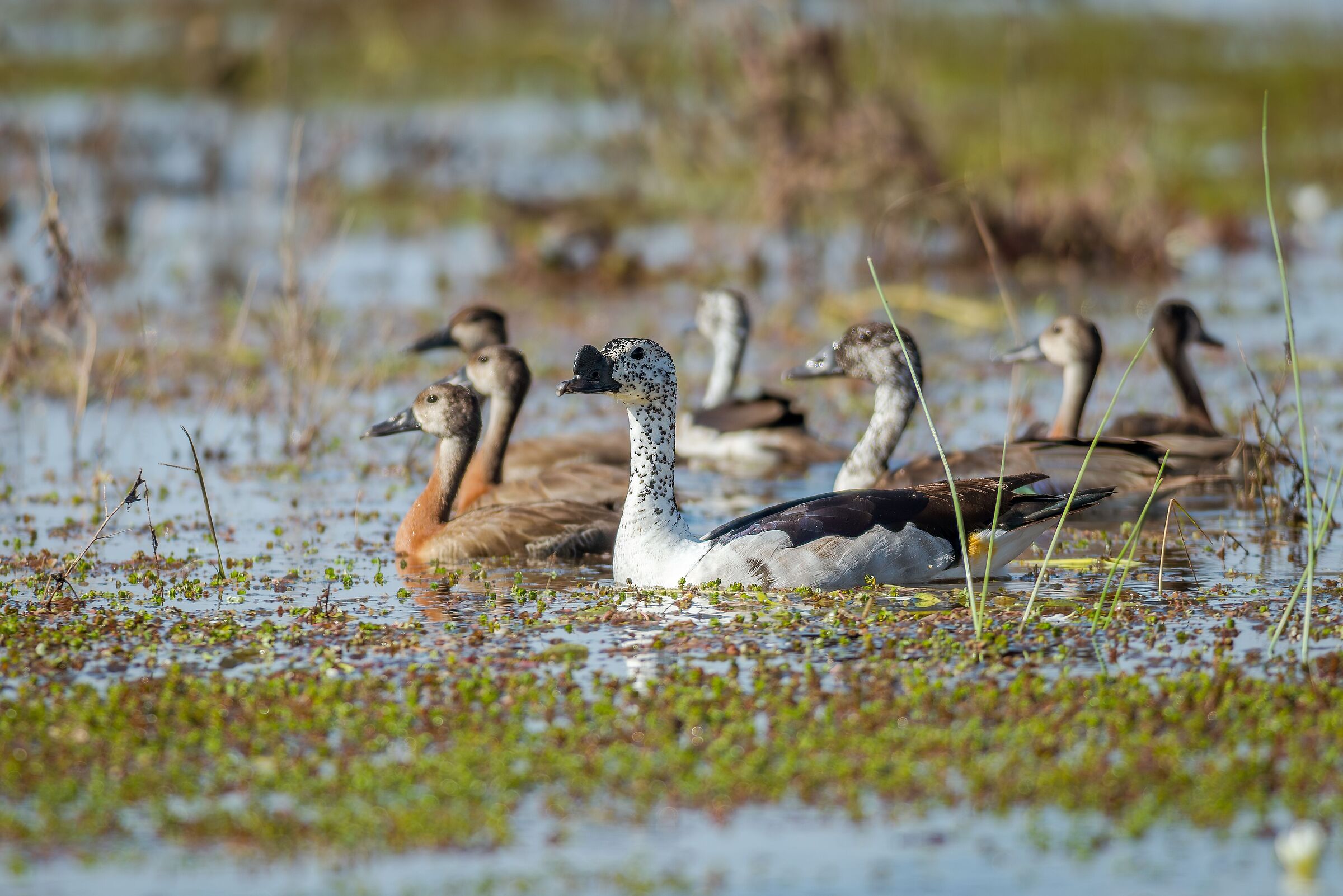 Combed goose (Sarkidiornis melanotos)