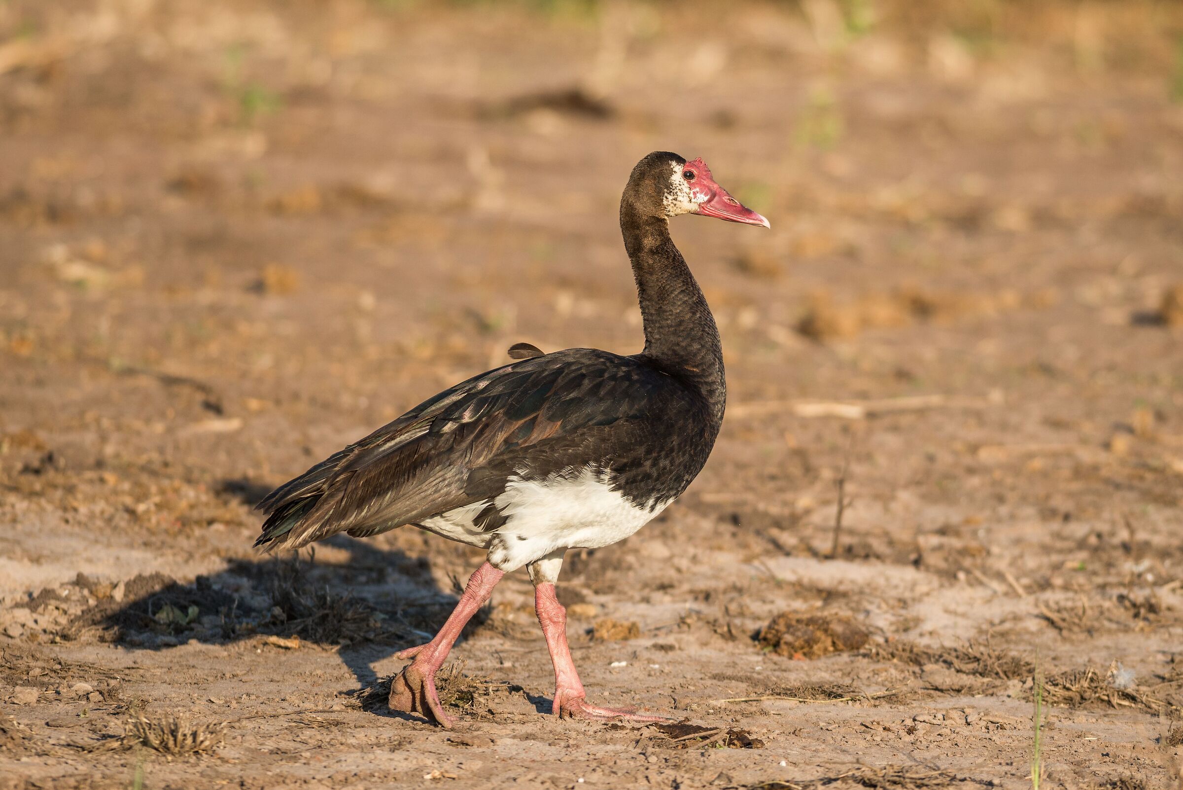 Spur goose (Plectropterus gambensis)