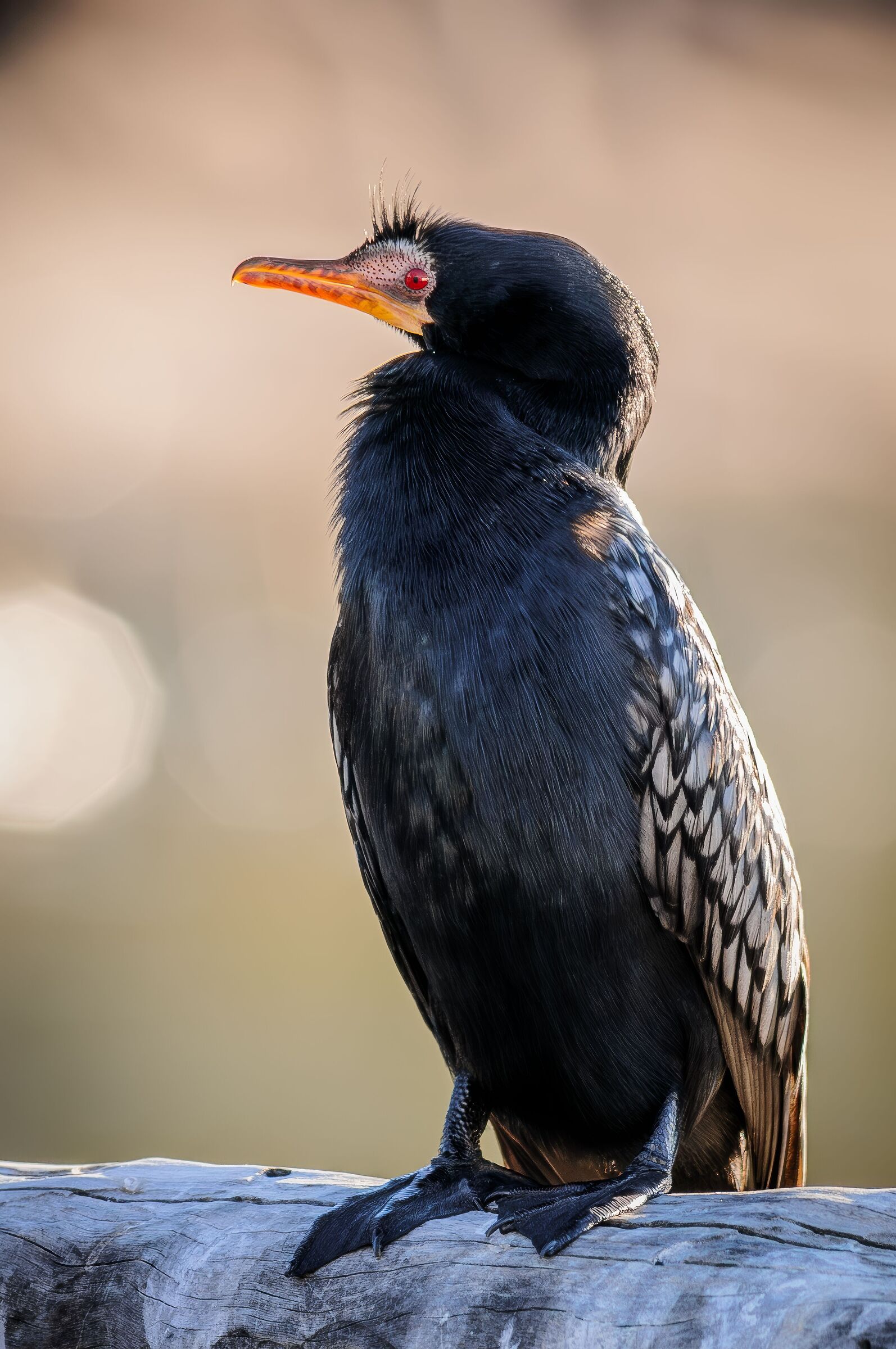 African cormorant (Microcarbo africanus)