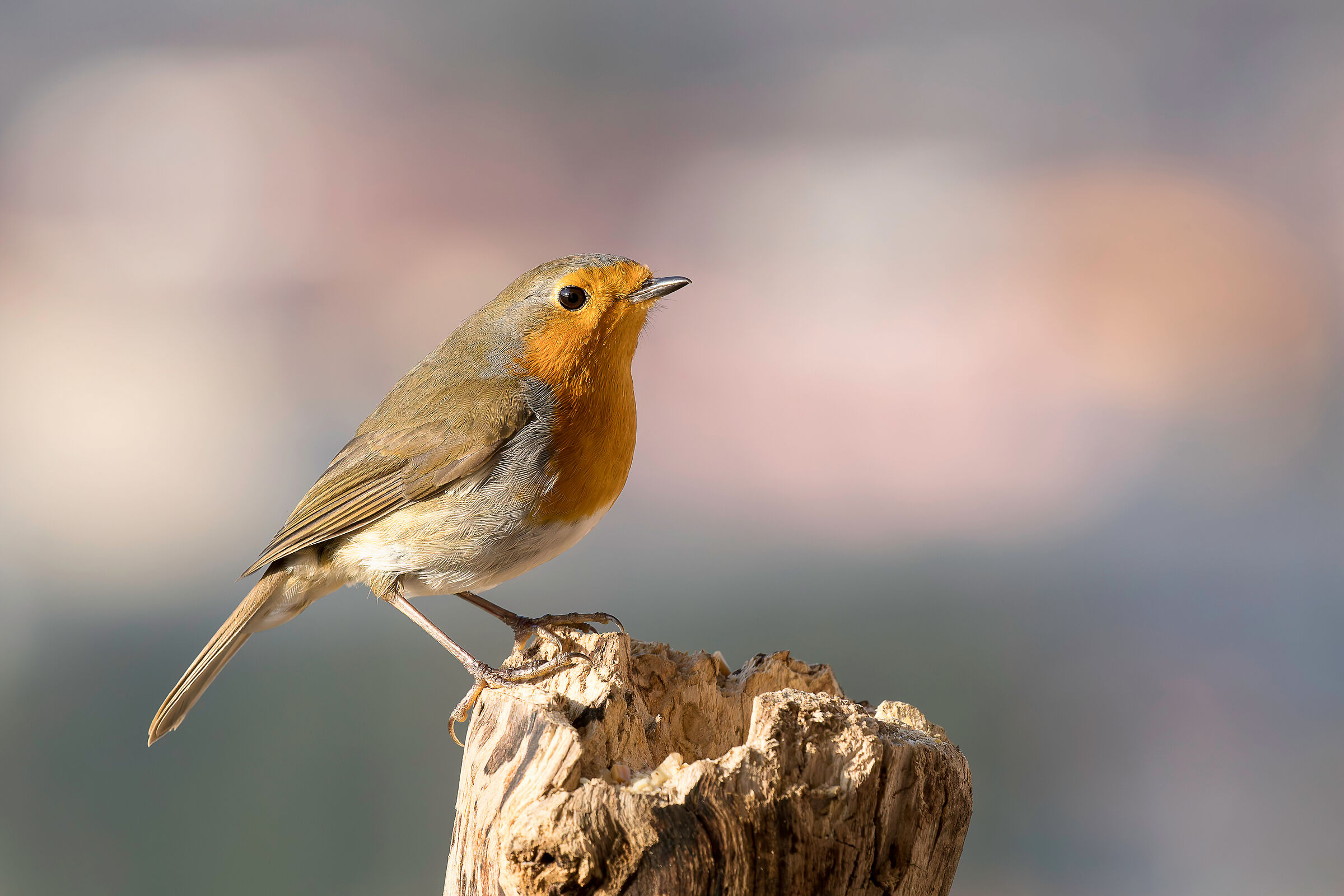 Happy New Year from the Robin