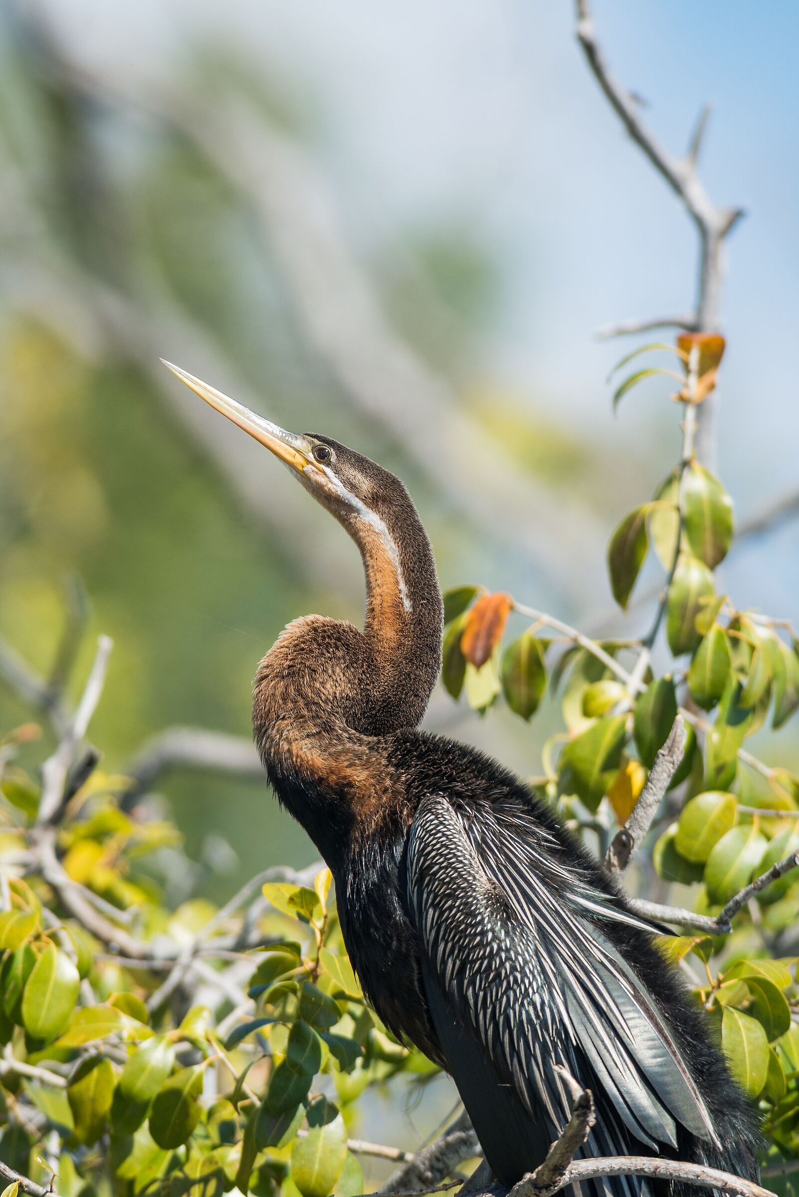 African Aninga (Anhinga rufa)