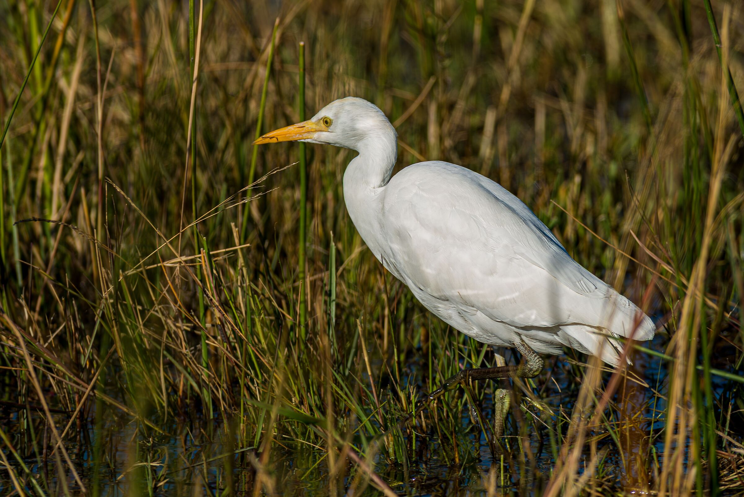 Intermediate egret (Ardea intermedia)