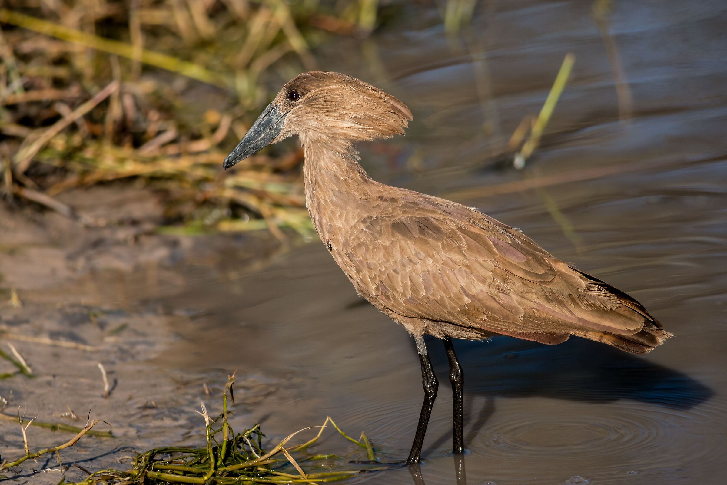 Umbretta (Scopus umbretta)