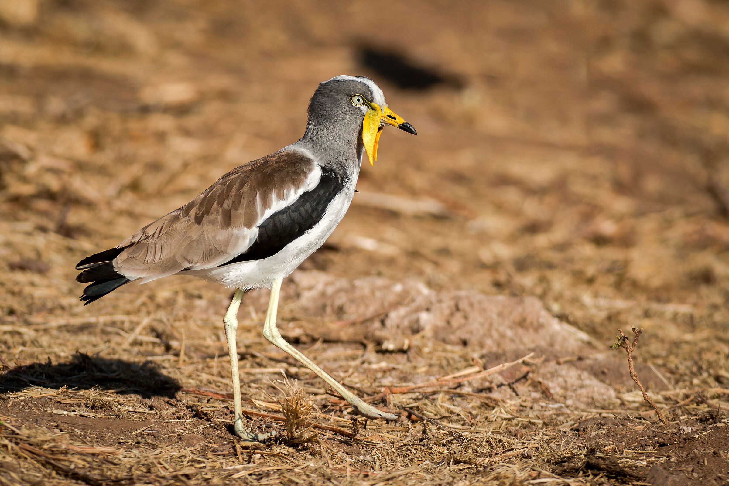 White-crowned lapwing (Vanellus albiceps)