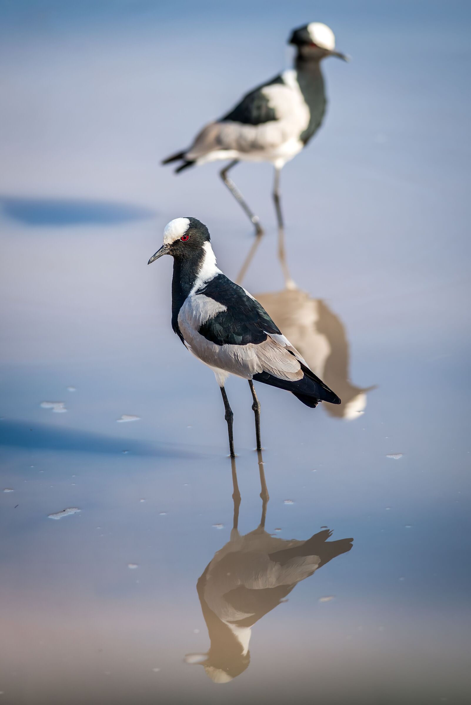 Blacksmith lapwing (Vanellus armatus)