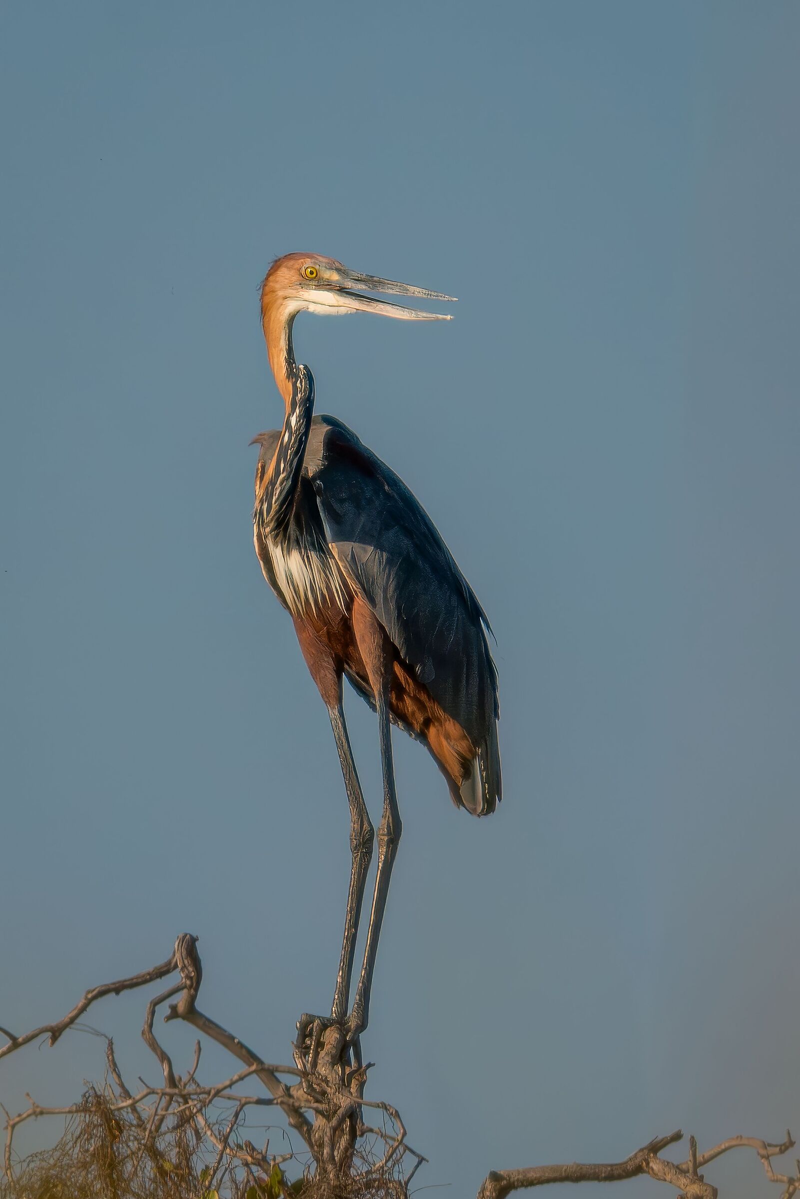 Goliath Heron (Ardea Goliath)