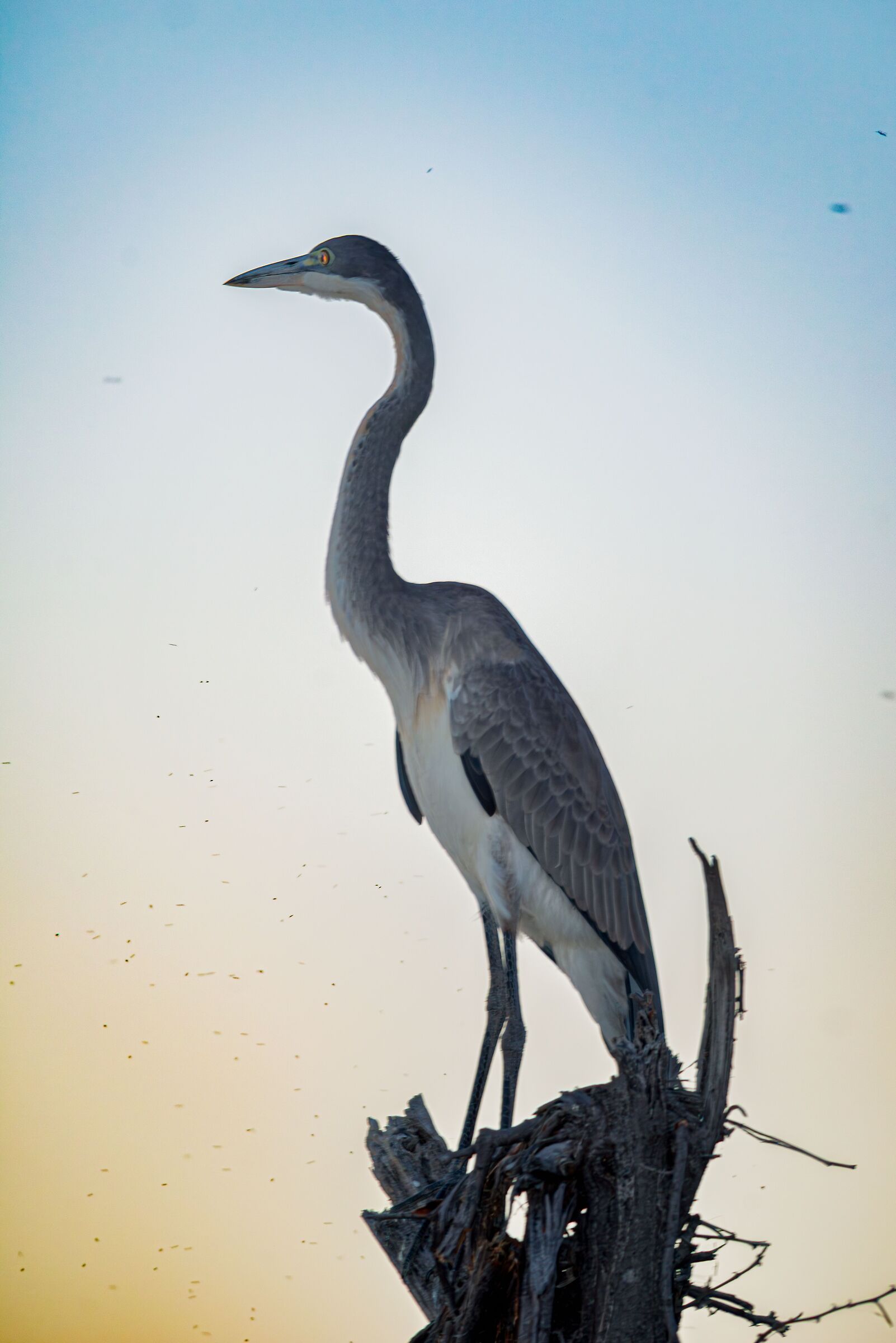 Black-headed heron (Ardea melanocephalus)