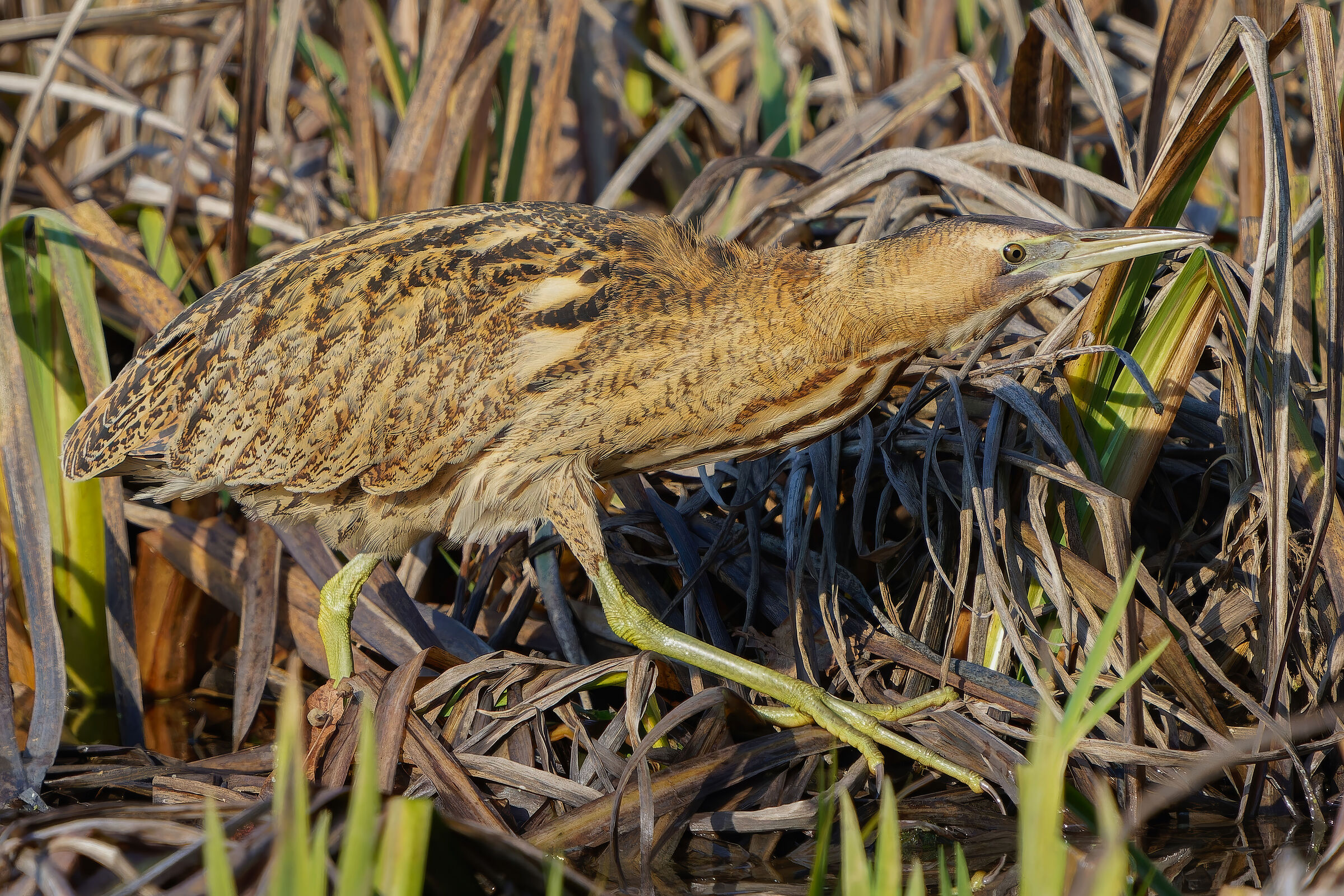 Bittern
