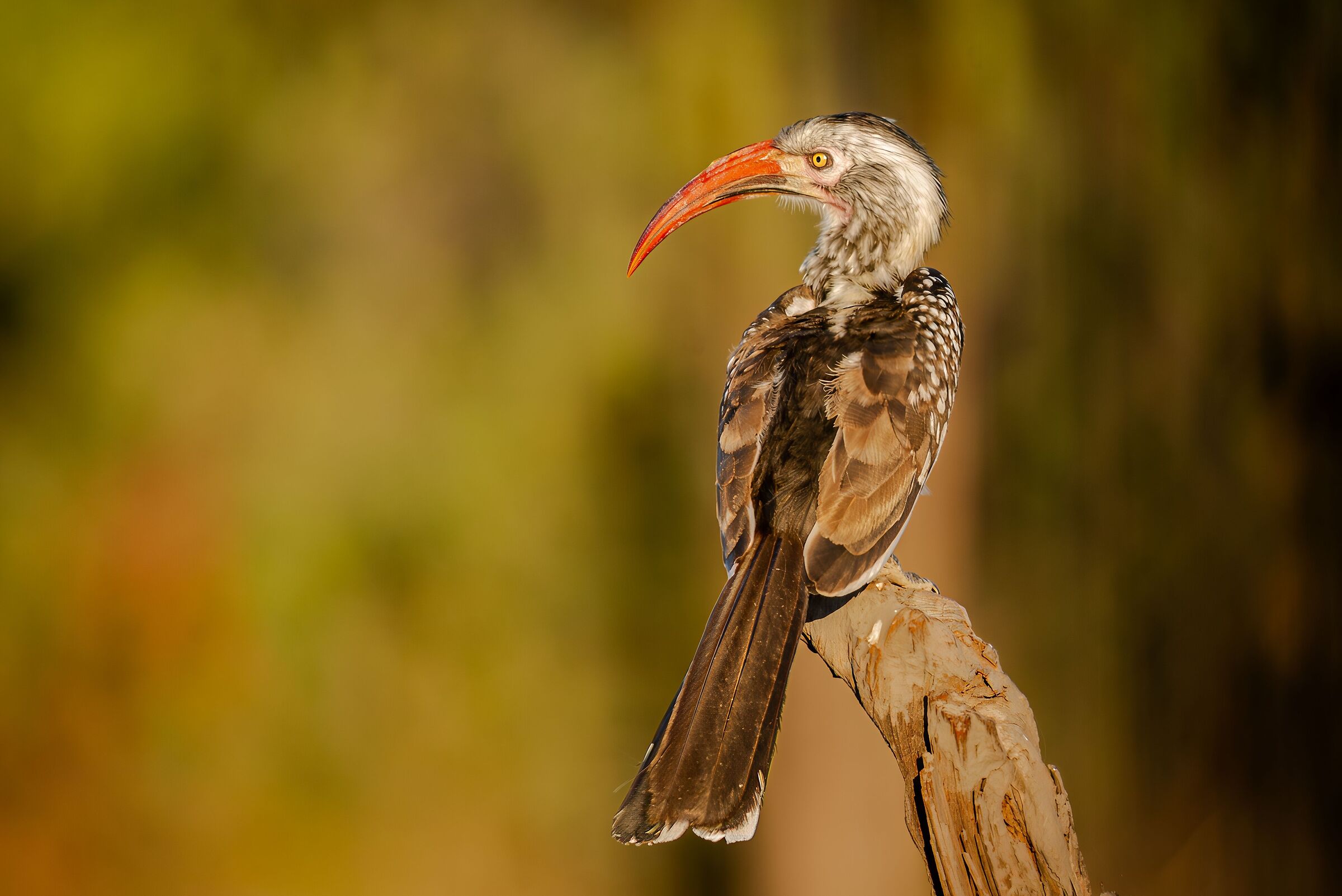 Red-billed Hornbill (Tockus erythrorhynchu)