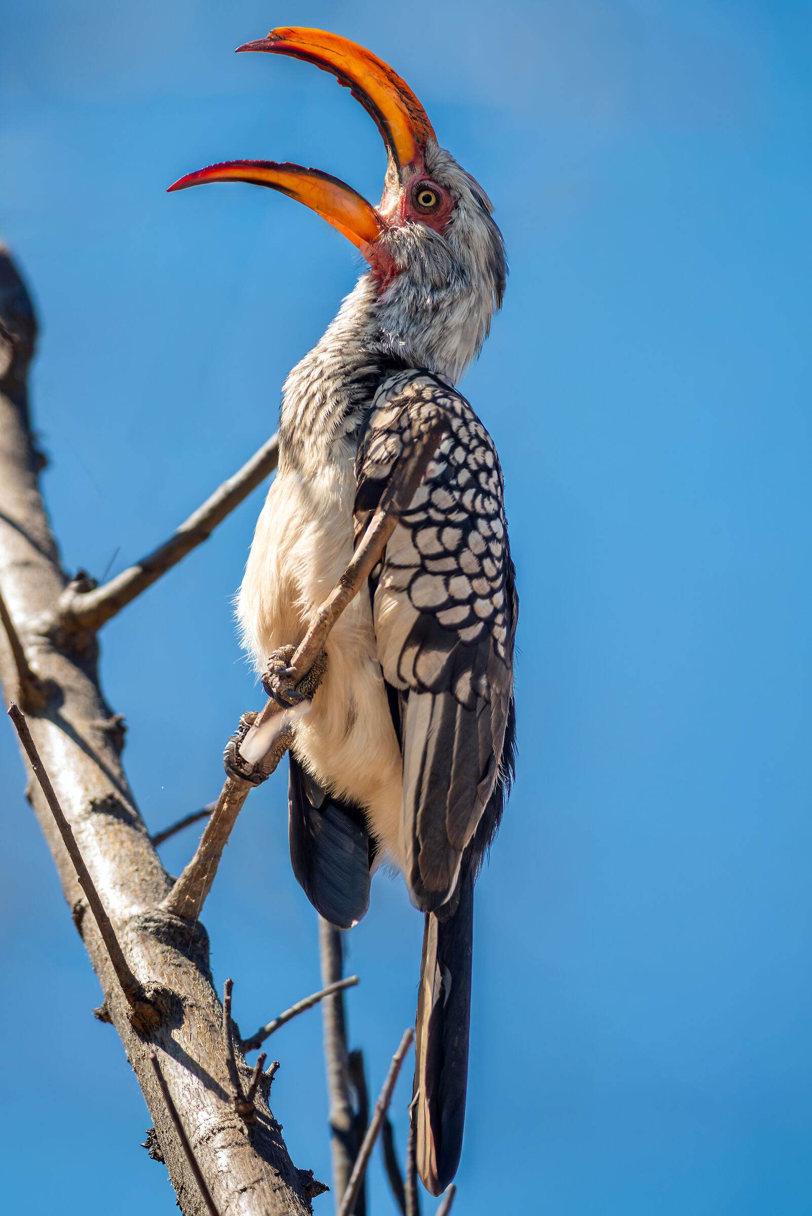 Southern Yellow-billed Hornbill (Tockus leucomelas)