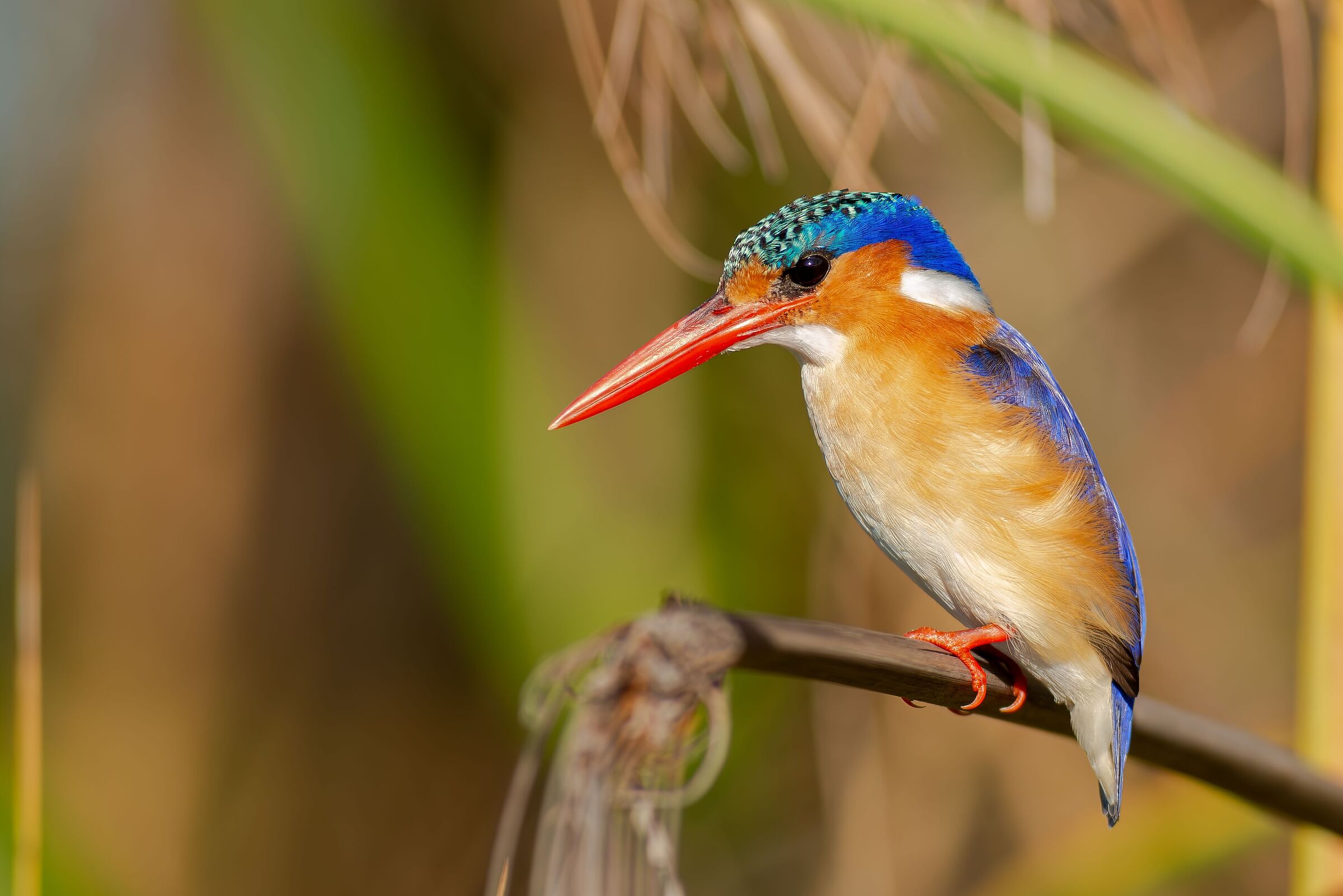Martin pescatore malachite (Alcedo cristata)