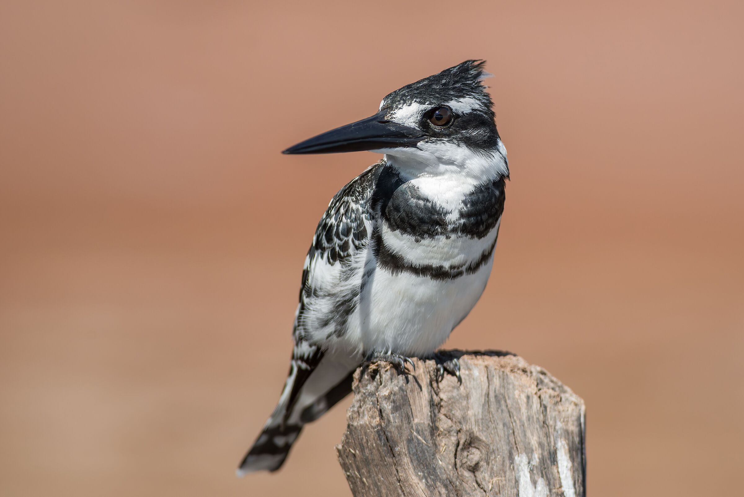 Black and white kingfisher (Ceryle Rudis)